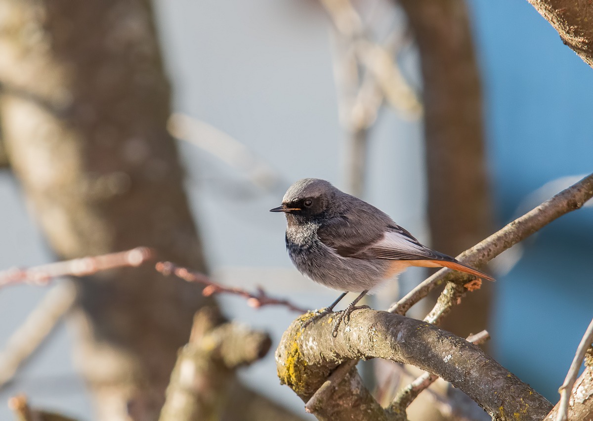 Codirosso spazzacamino