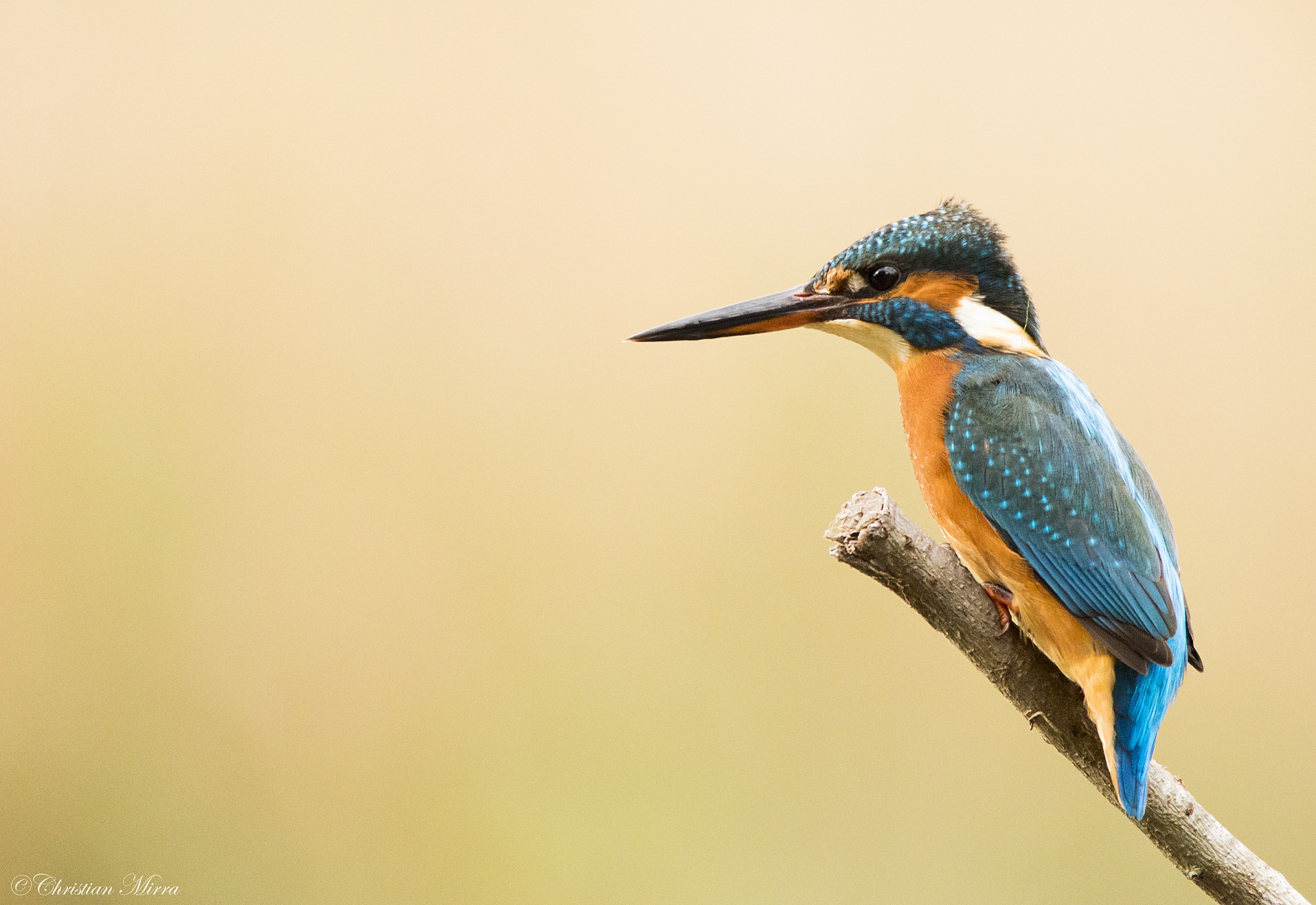 Kingfisher