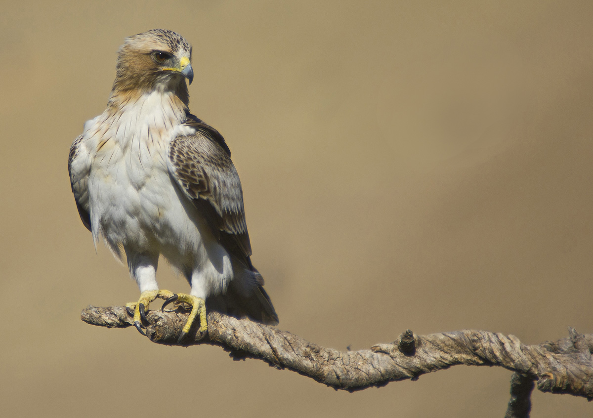 Booted Eagle V