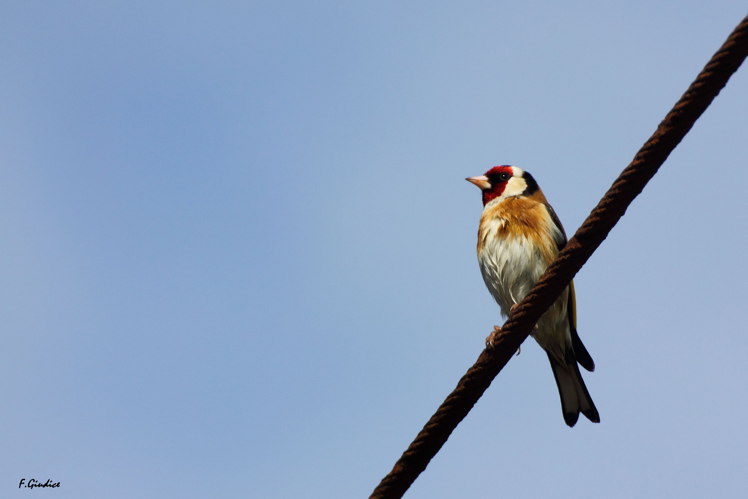 Goldfinch