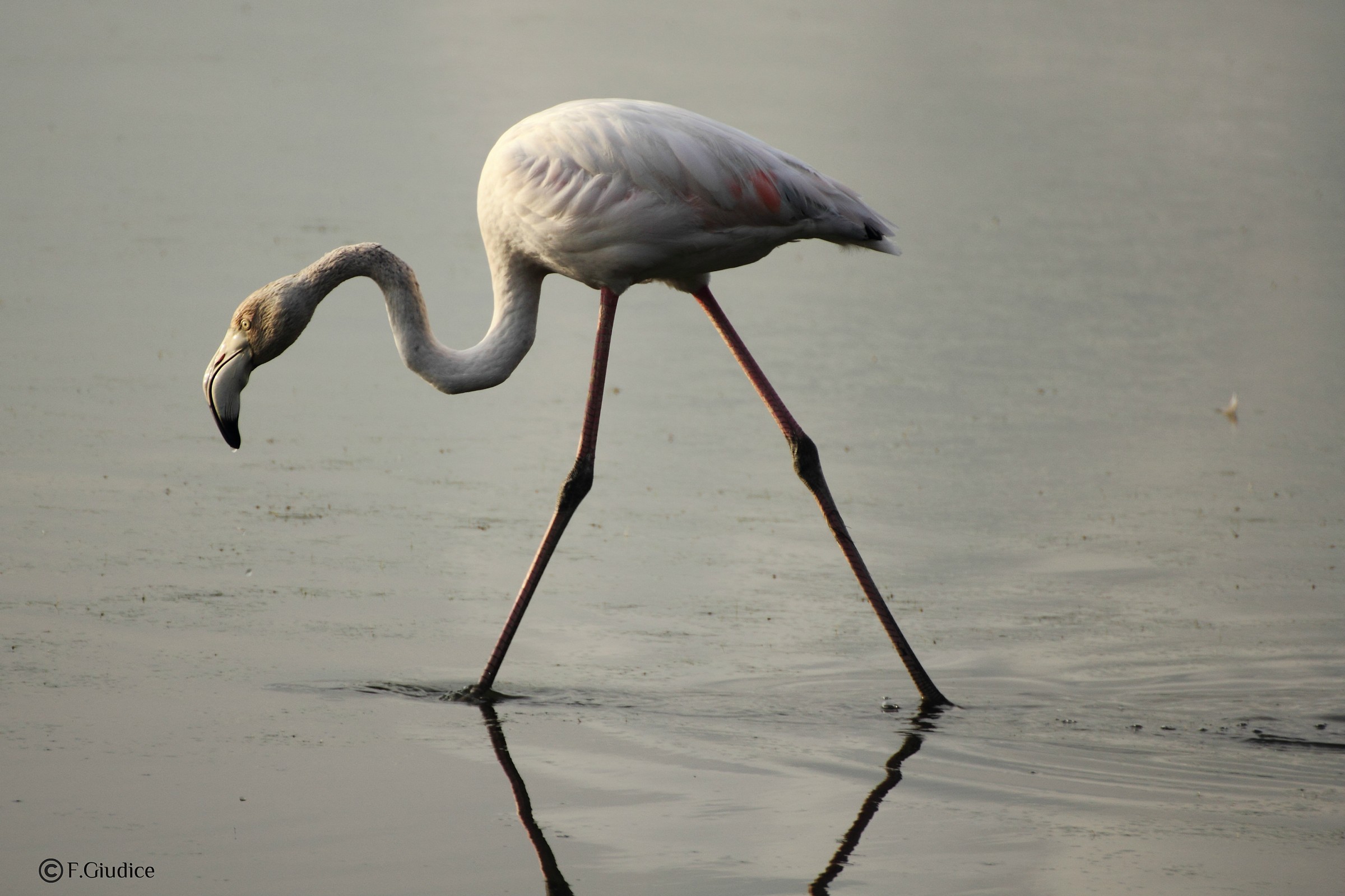 young Pink flamingo