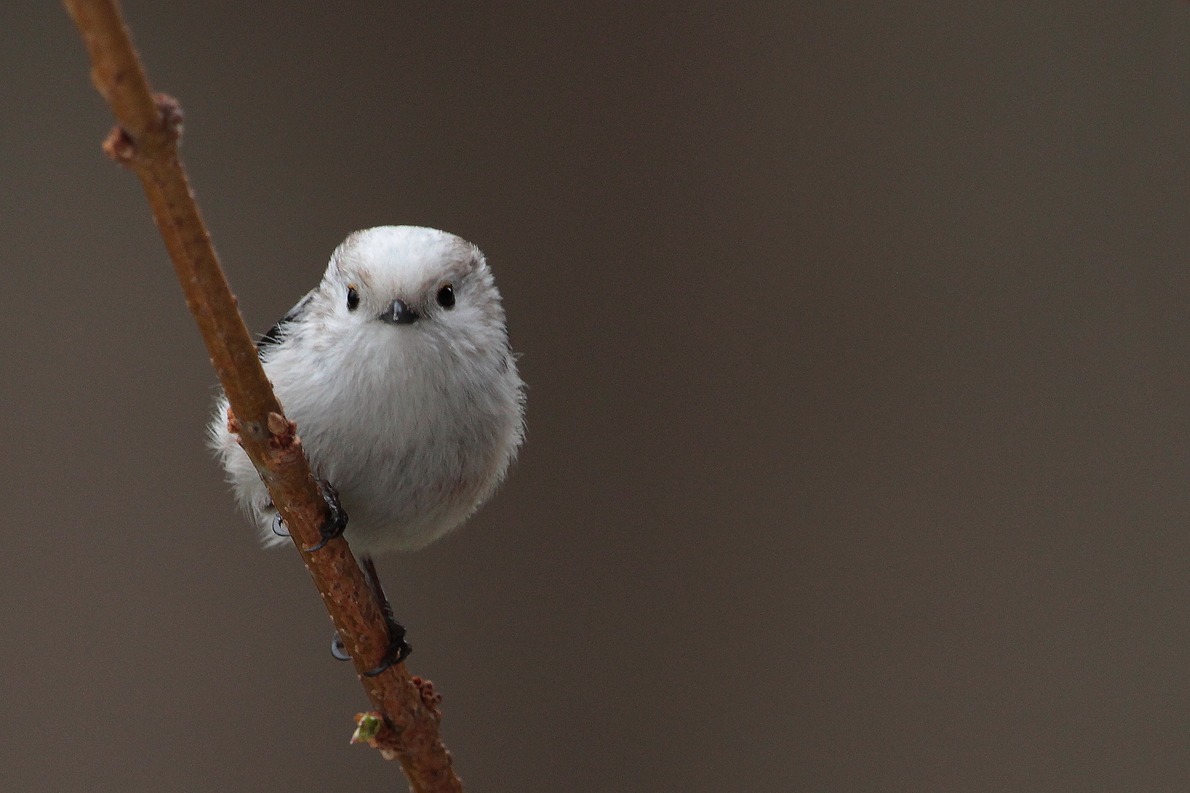 aspetto il mio turno