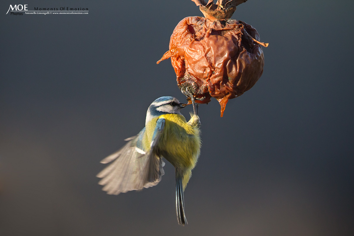 A full of sweetness on the fly ..