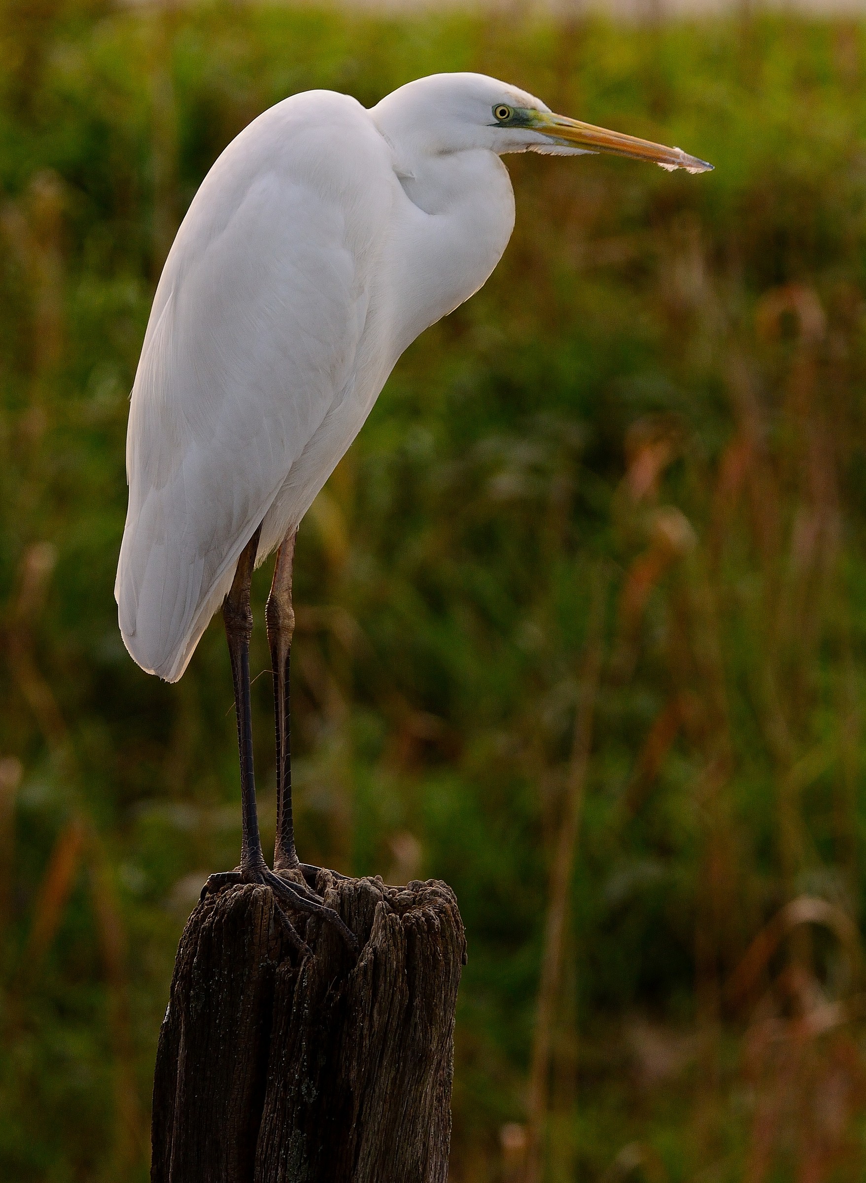 Ardea alba