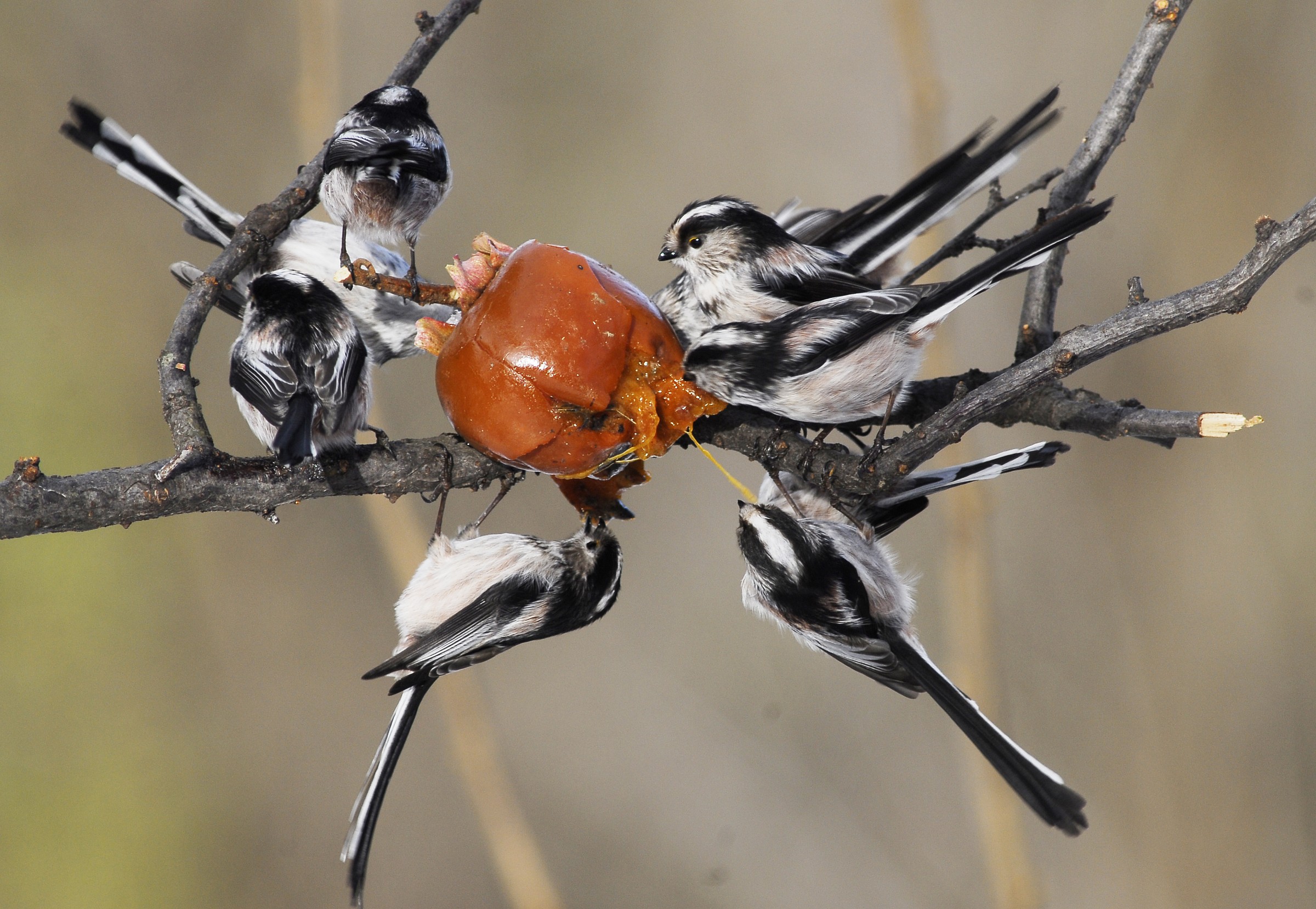 Long-tailed tits