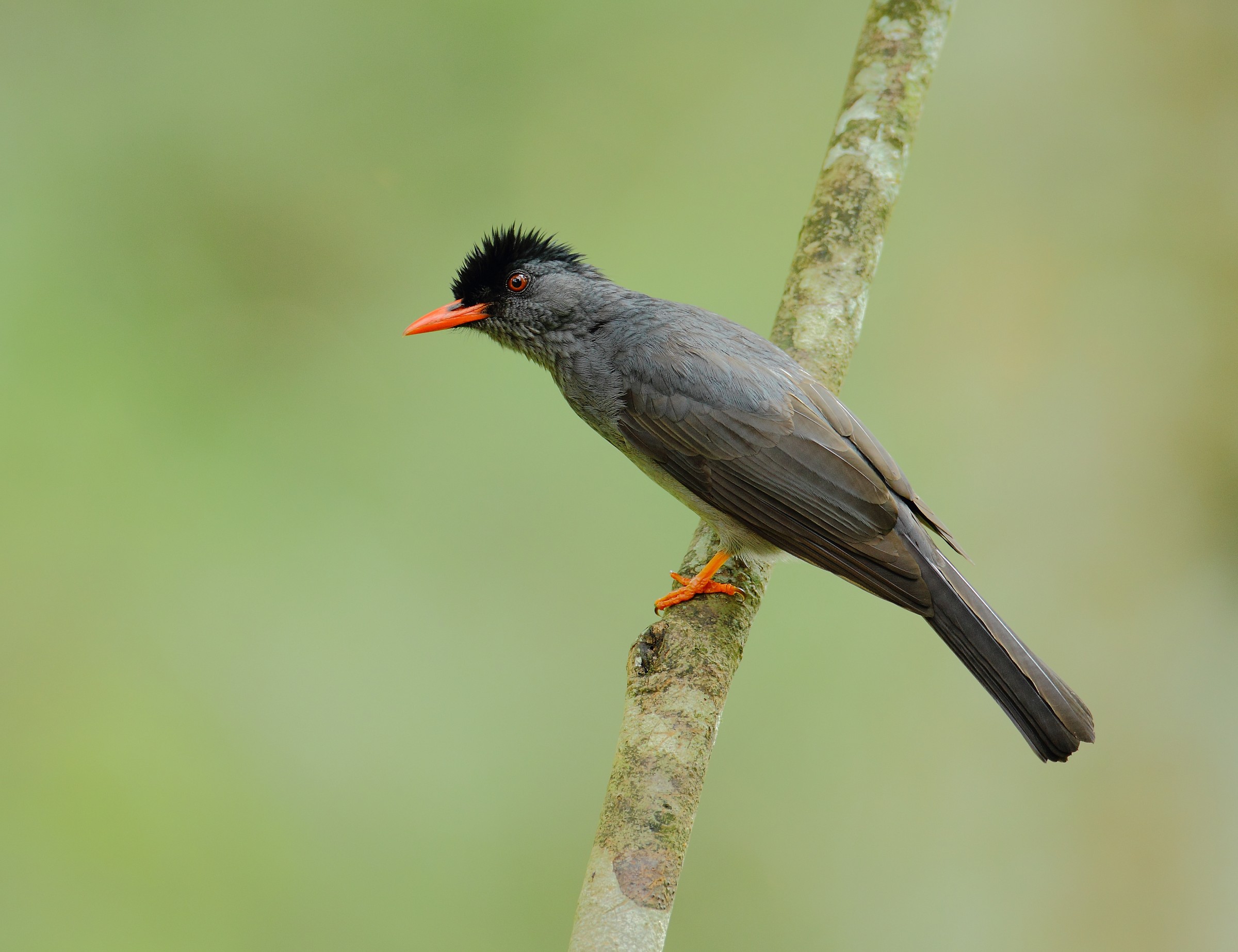 Blackbulbul