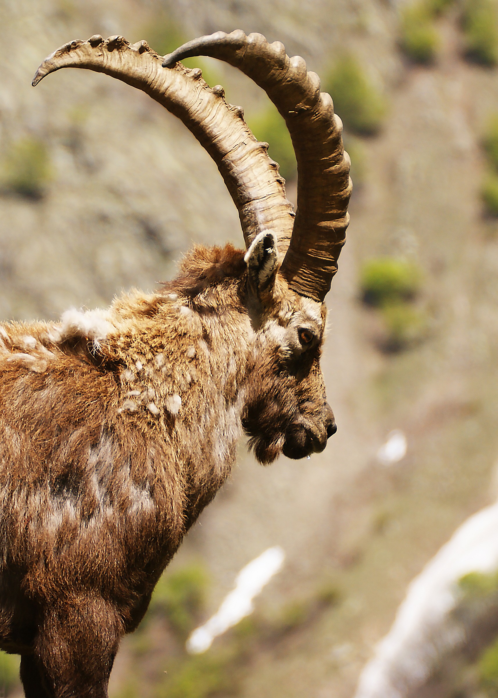 Maschio di stambecco 2