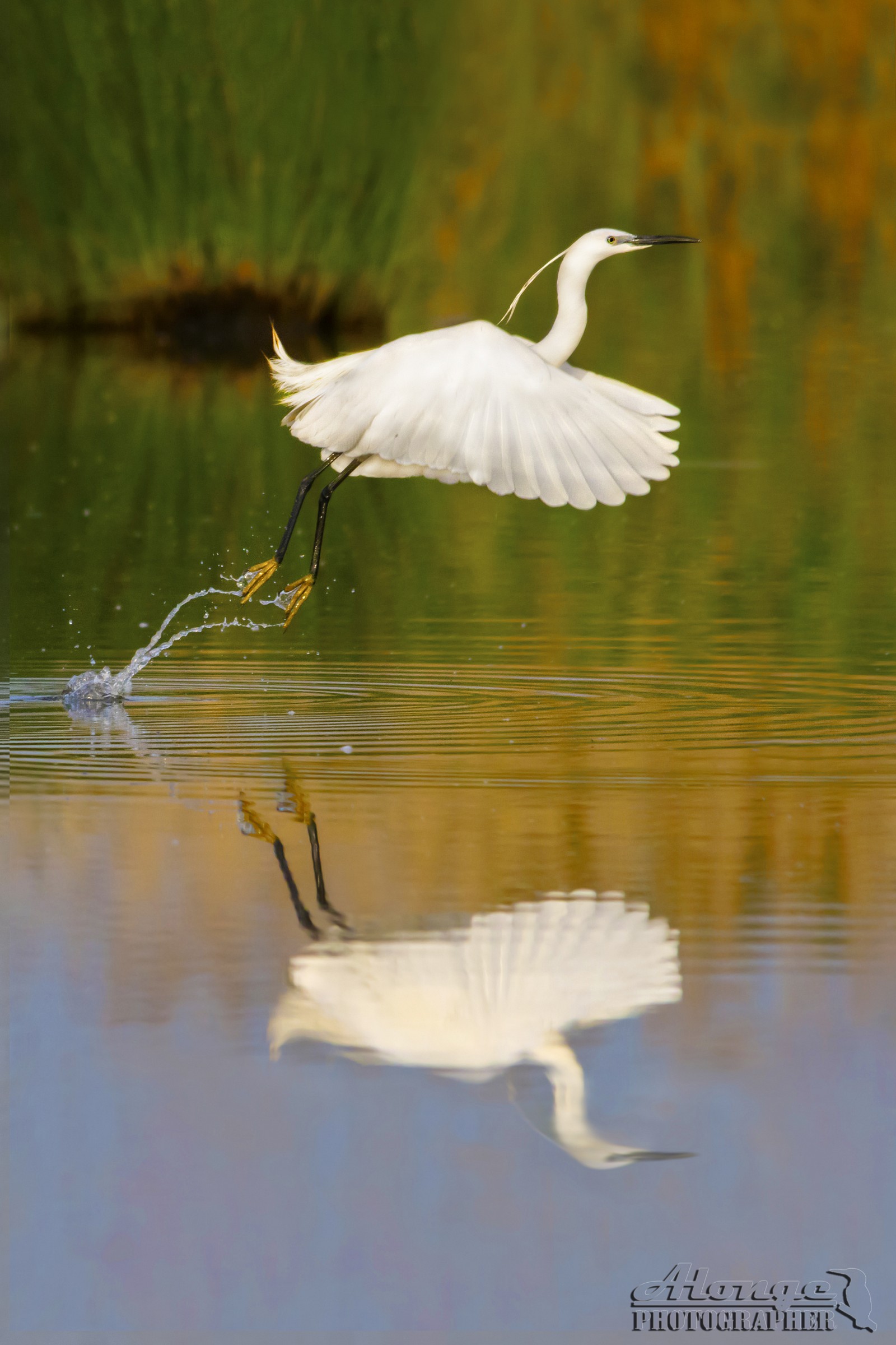 Egret rainbow
