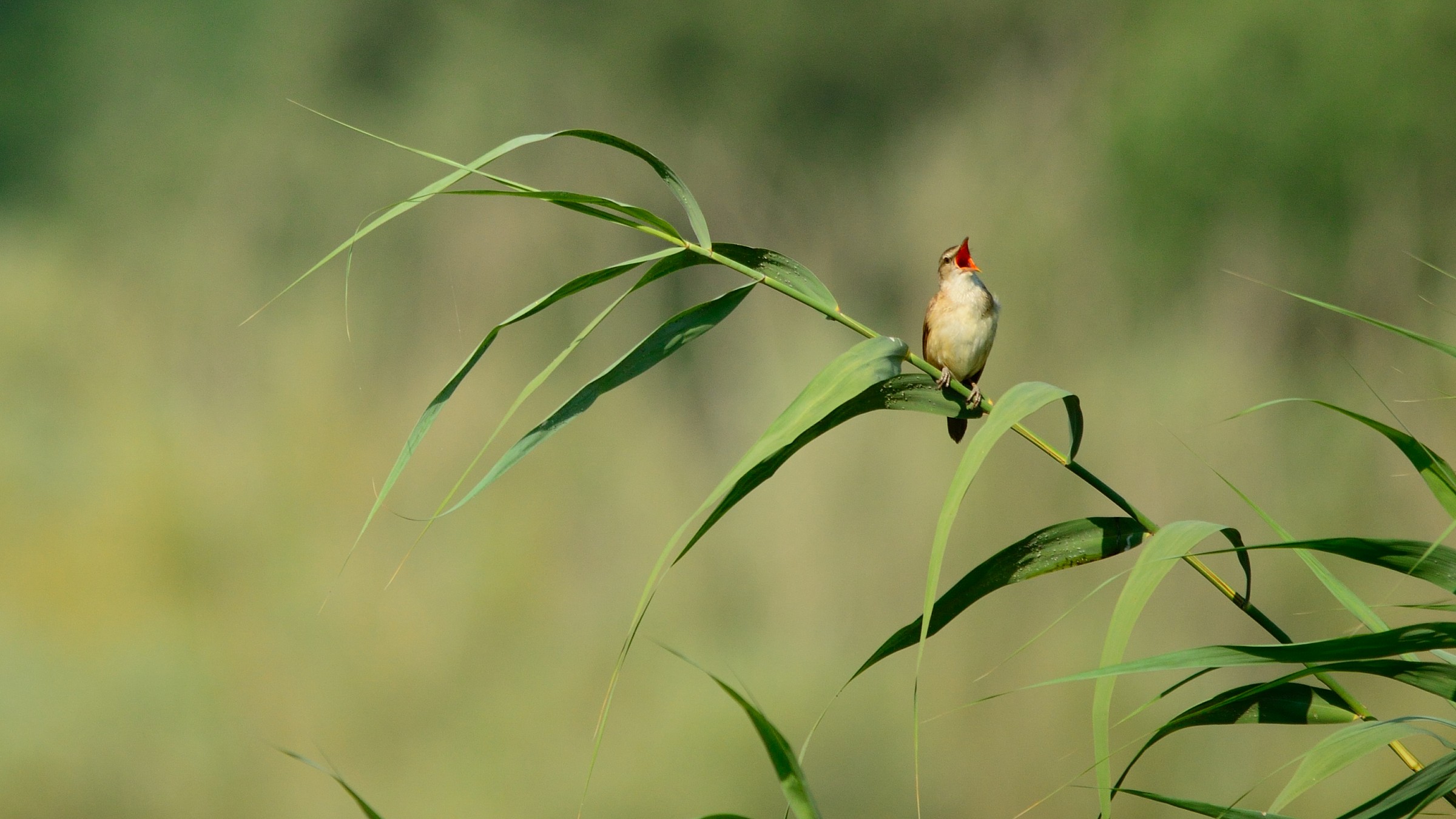 The howl of the warbler