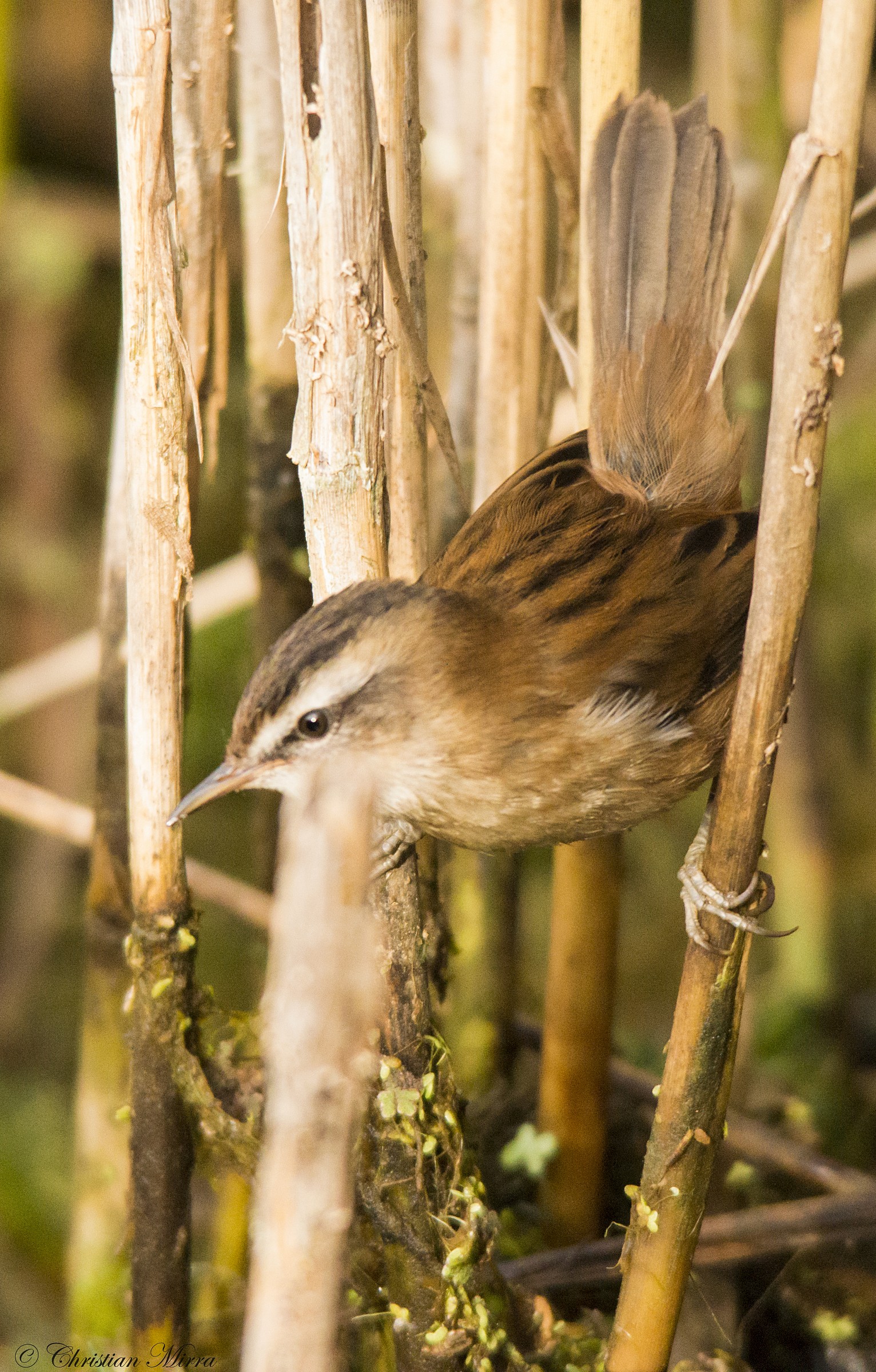Moustached warbler