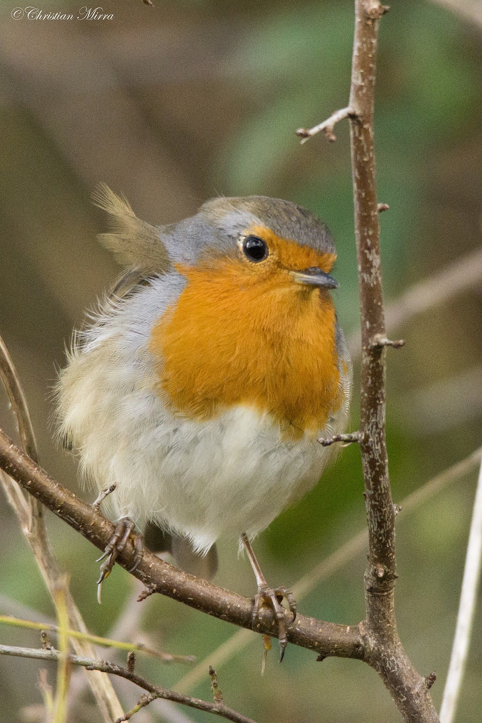 Robin