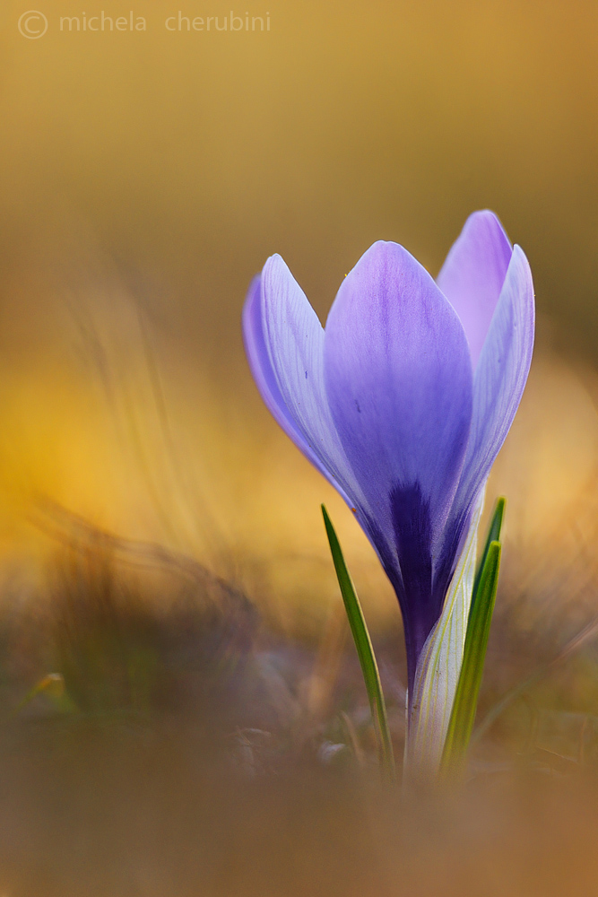 crocus