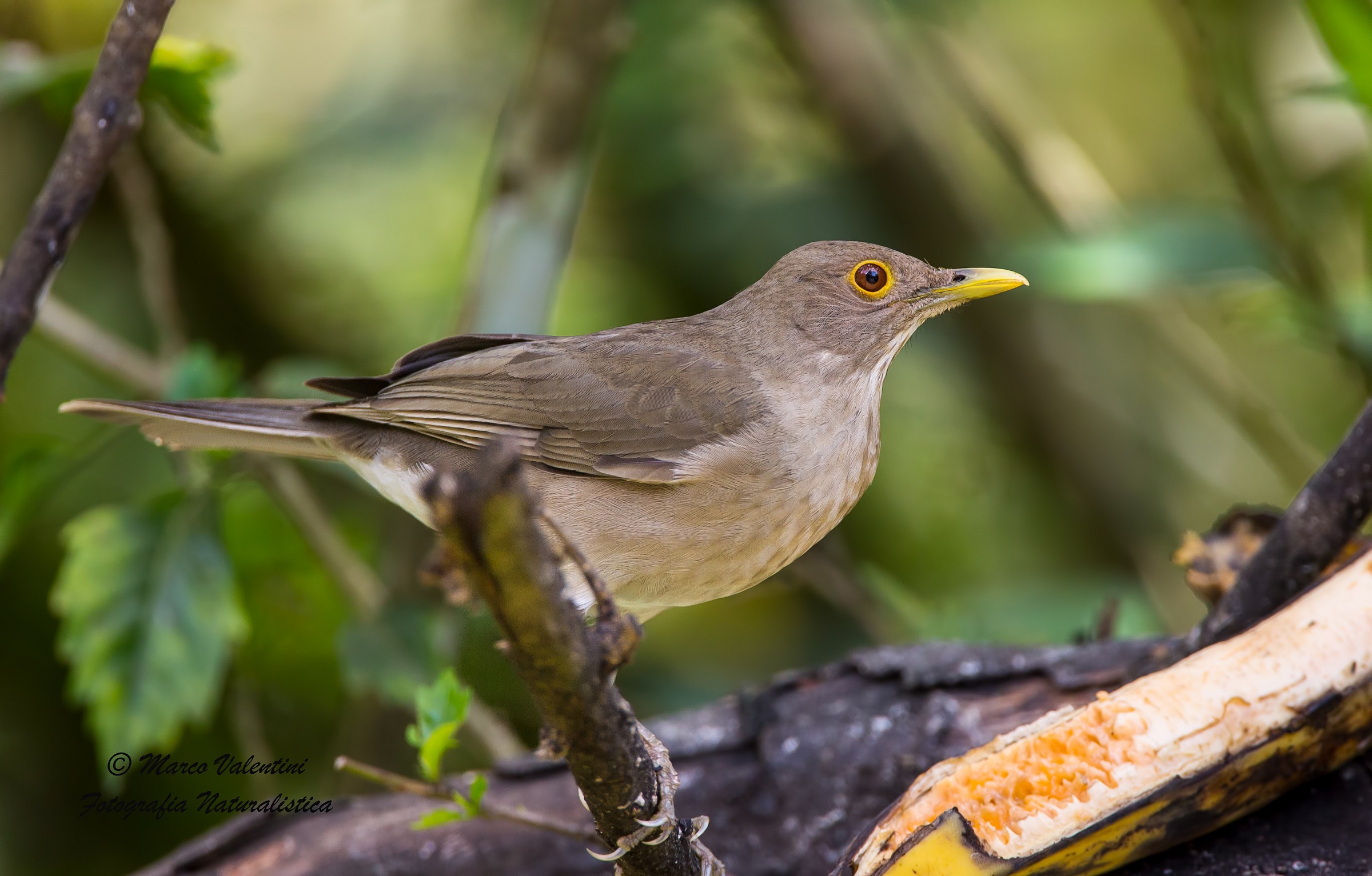 Turdus maculirostris