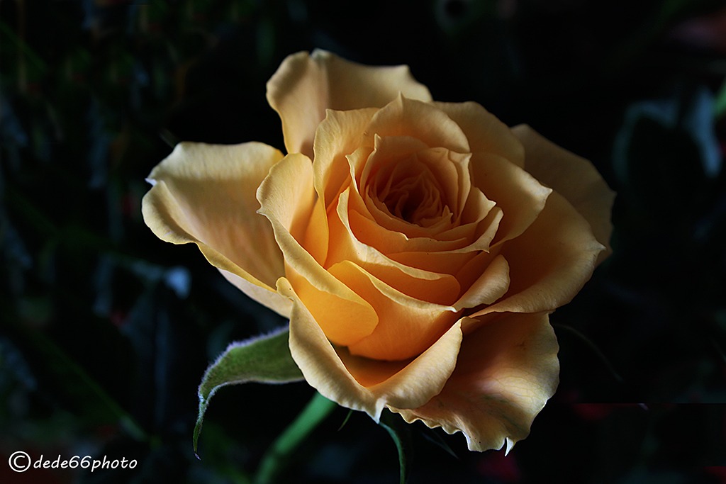 In Pirno Of Your Sbocciar