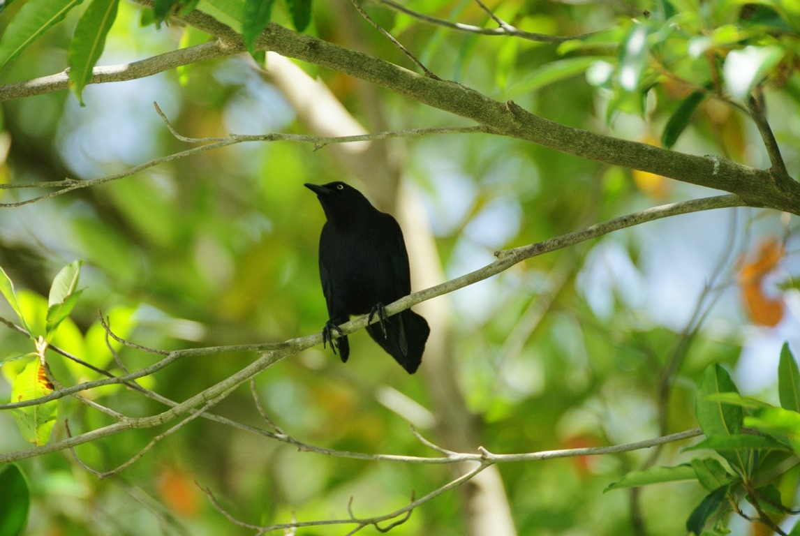all black in Saint Lucia