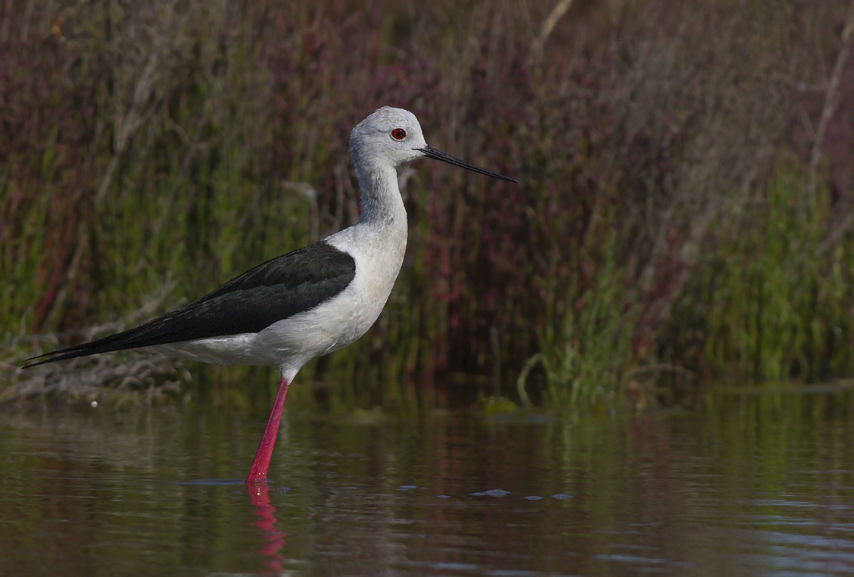 il cavaliere fiero e attento