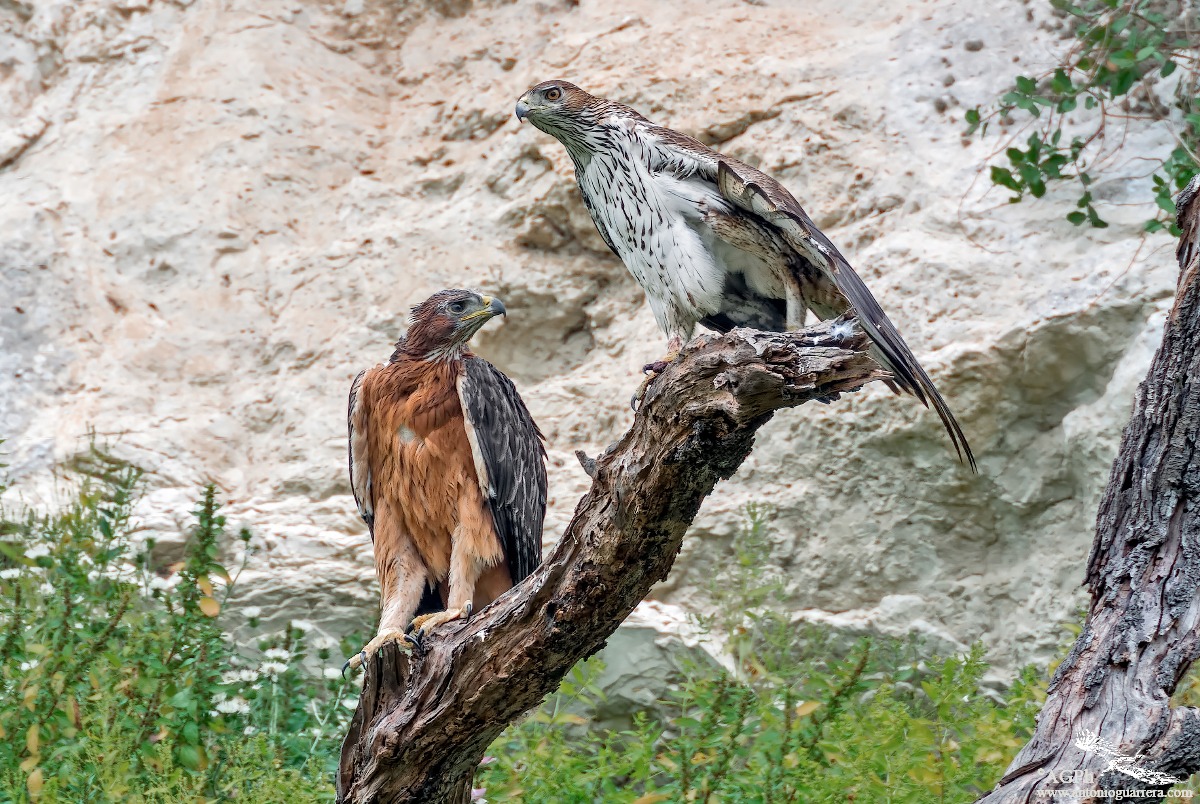 Insieme (Aquila di Bonelli)