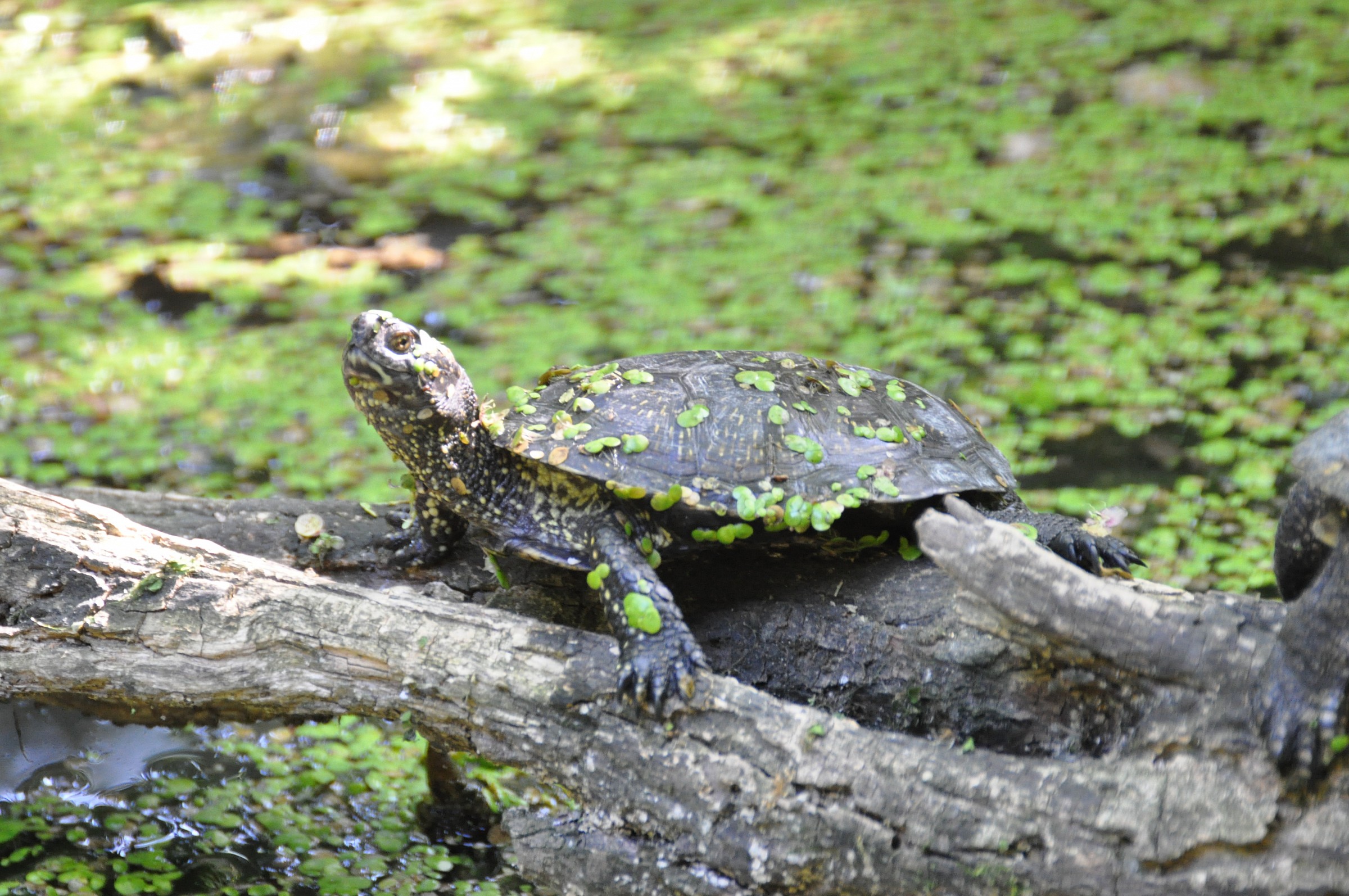 Tartaruga Parco Natura Bussolengo