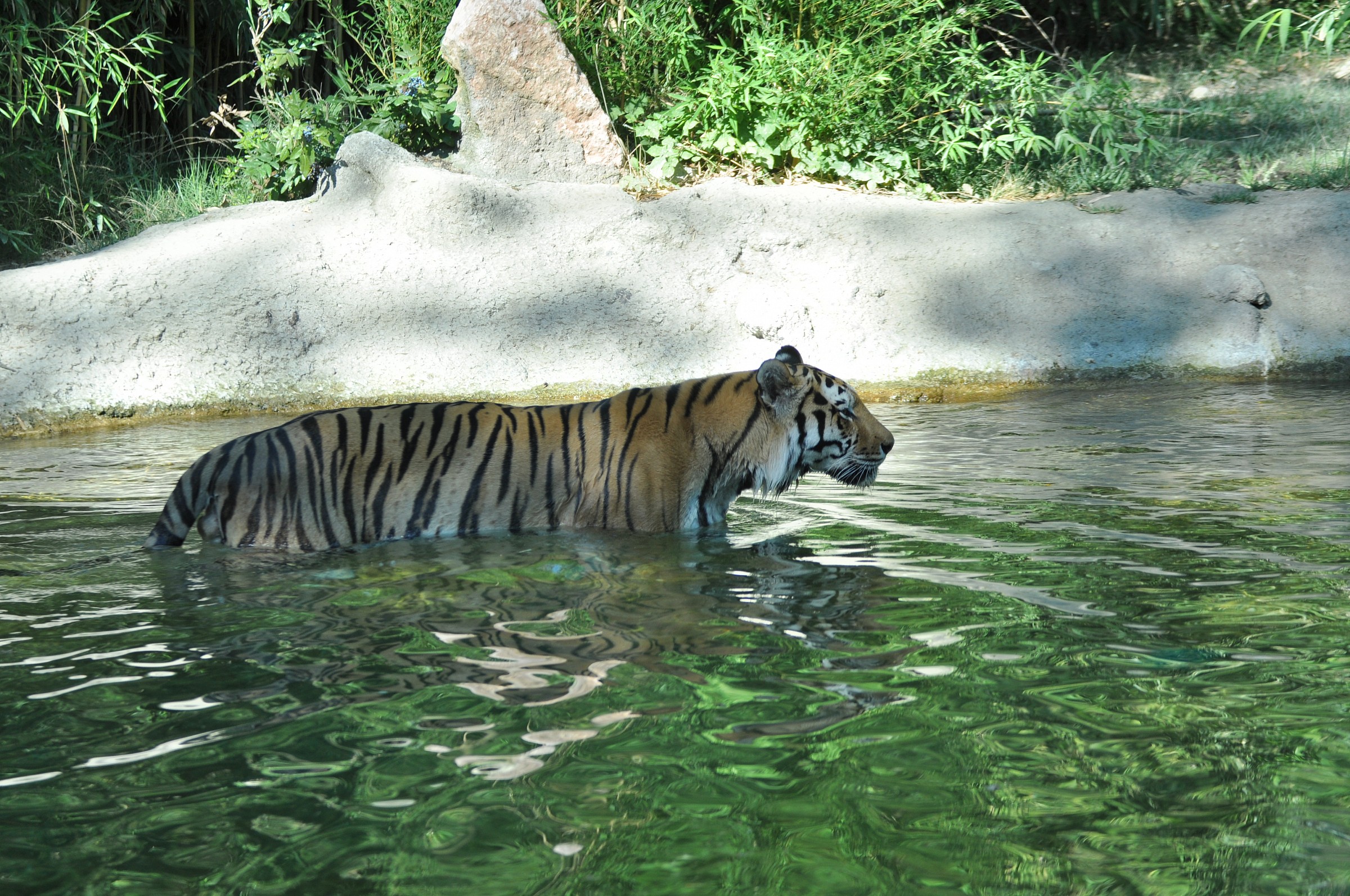 Tigre Parco Natura Bussolengo