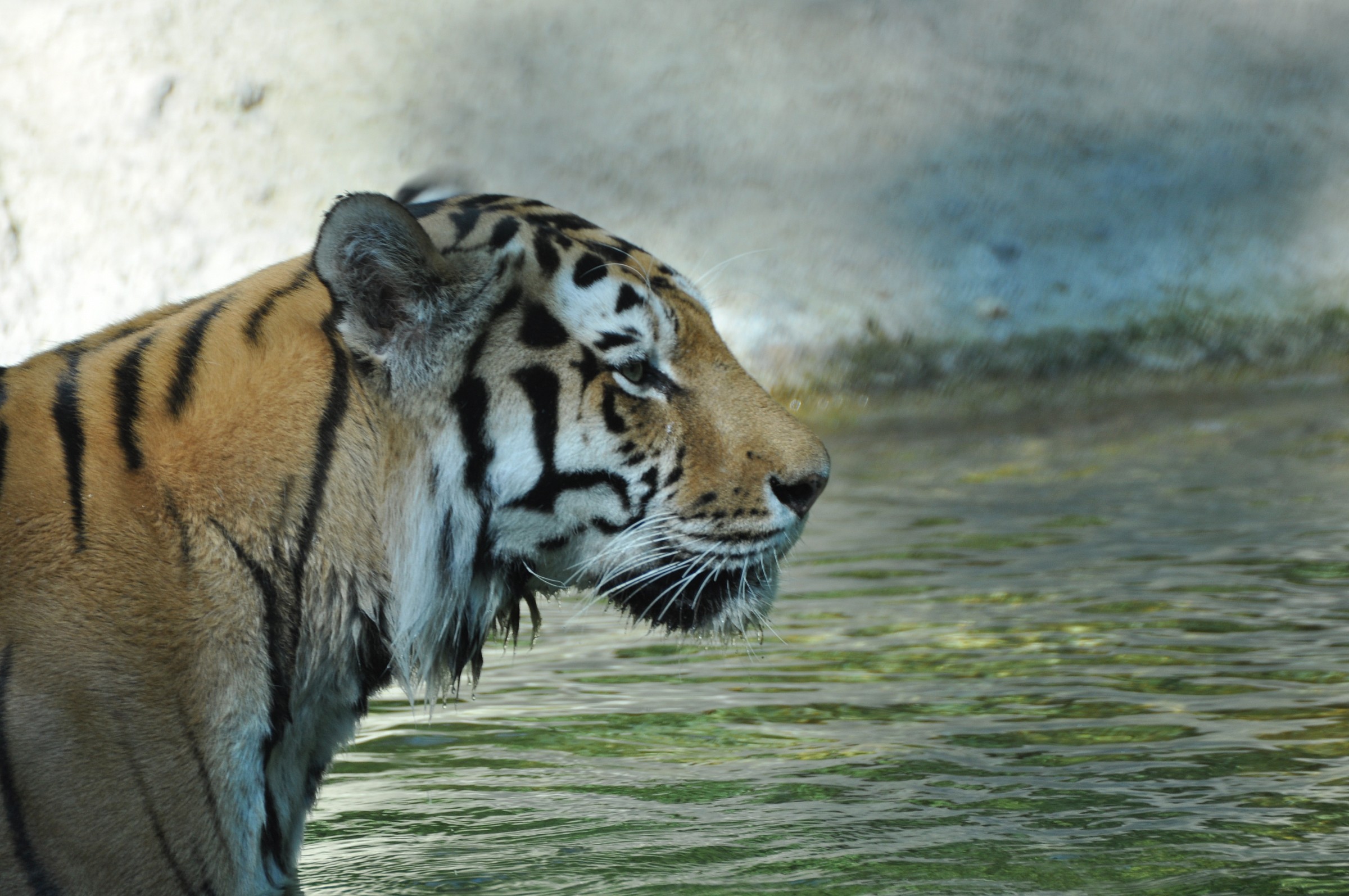 Tigre 2 Parco Natura Bussolengo