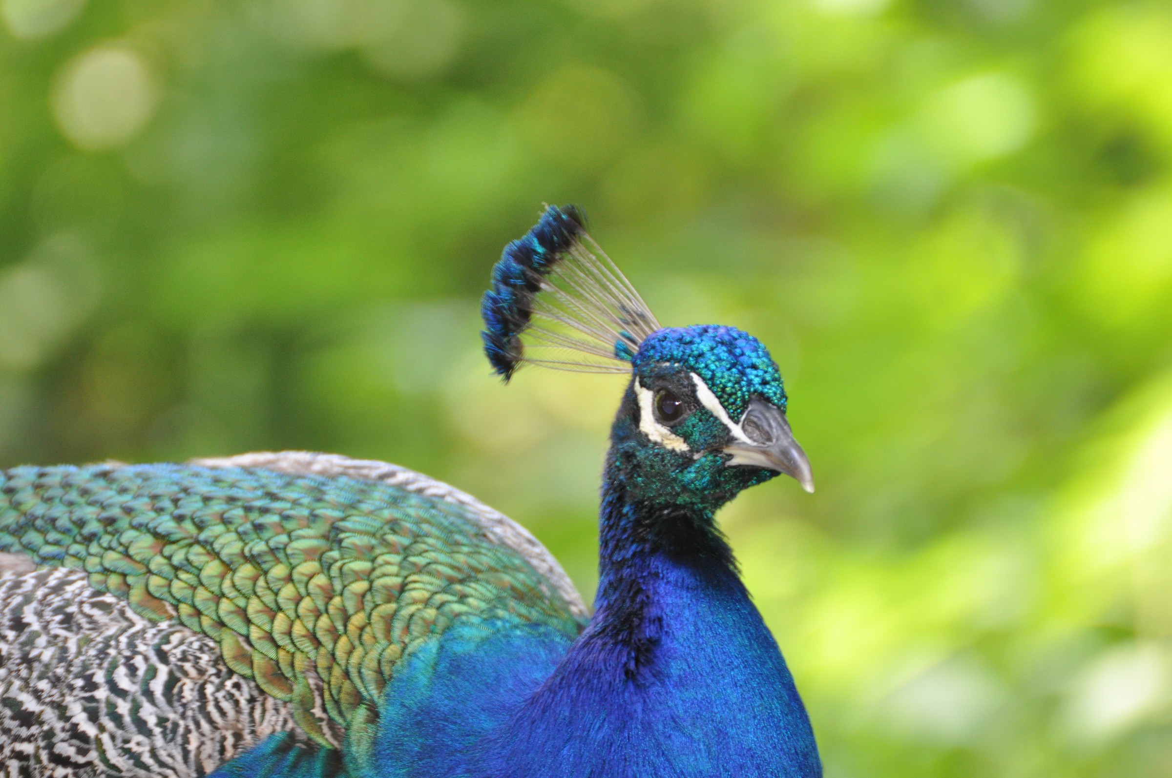 Pavone Parco Natura Bussolengo