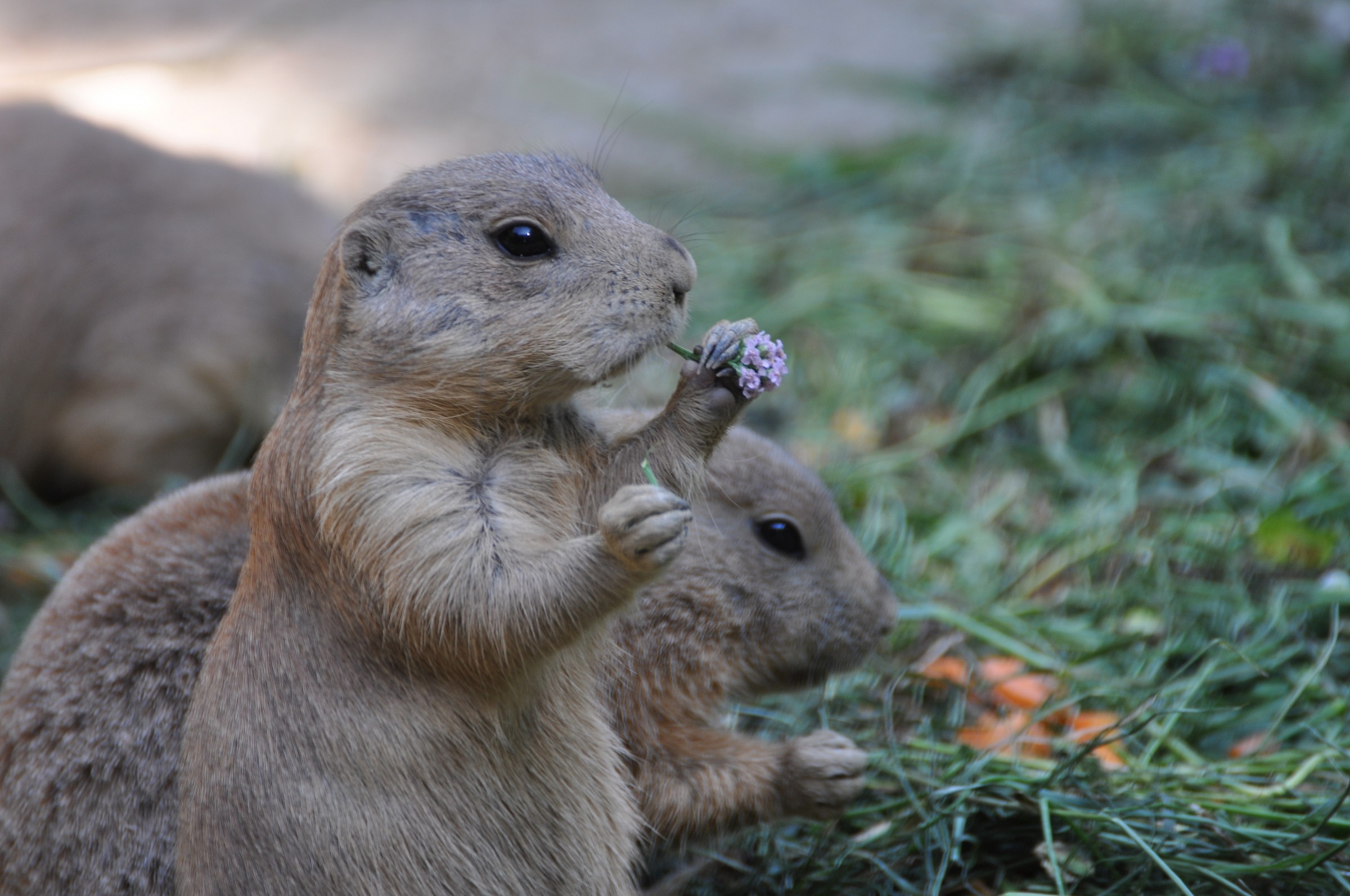 Park Nature Bussolengo