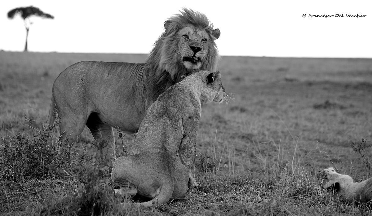 Grimace uno dei 4 leoni della notch coailition