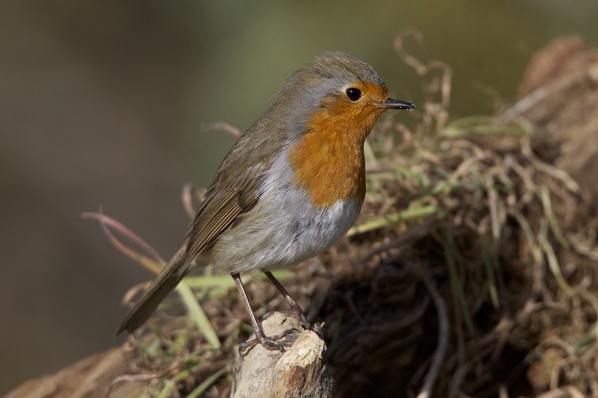 sempre lui il rompiscatole