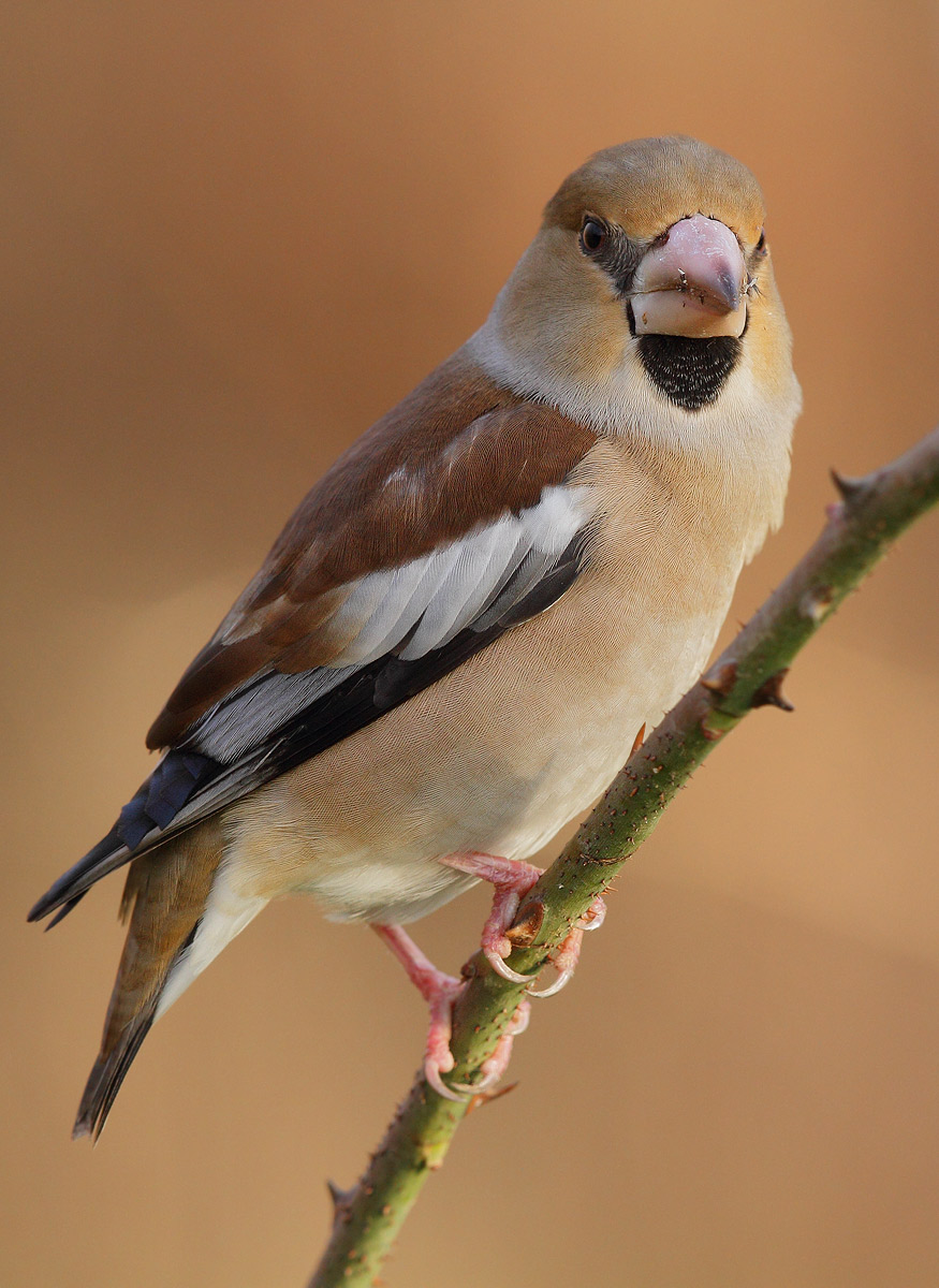 Hawfinch