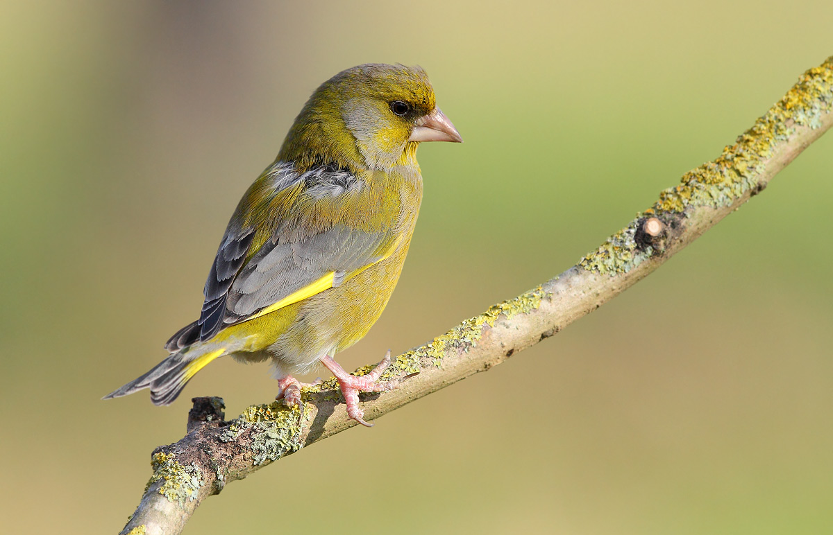 greenfinch