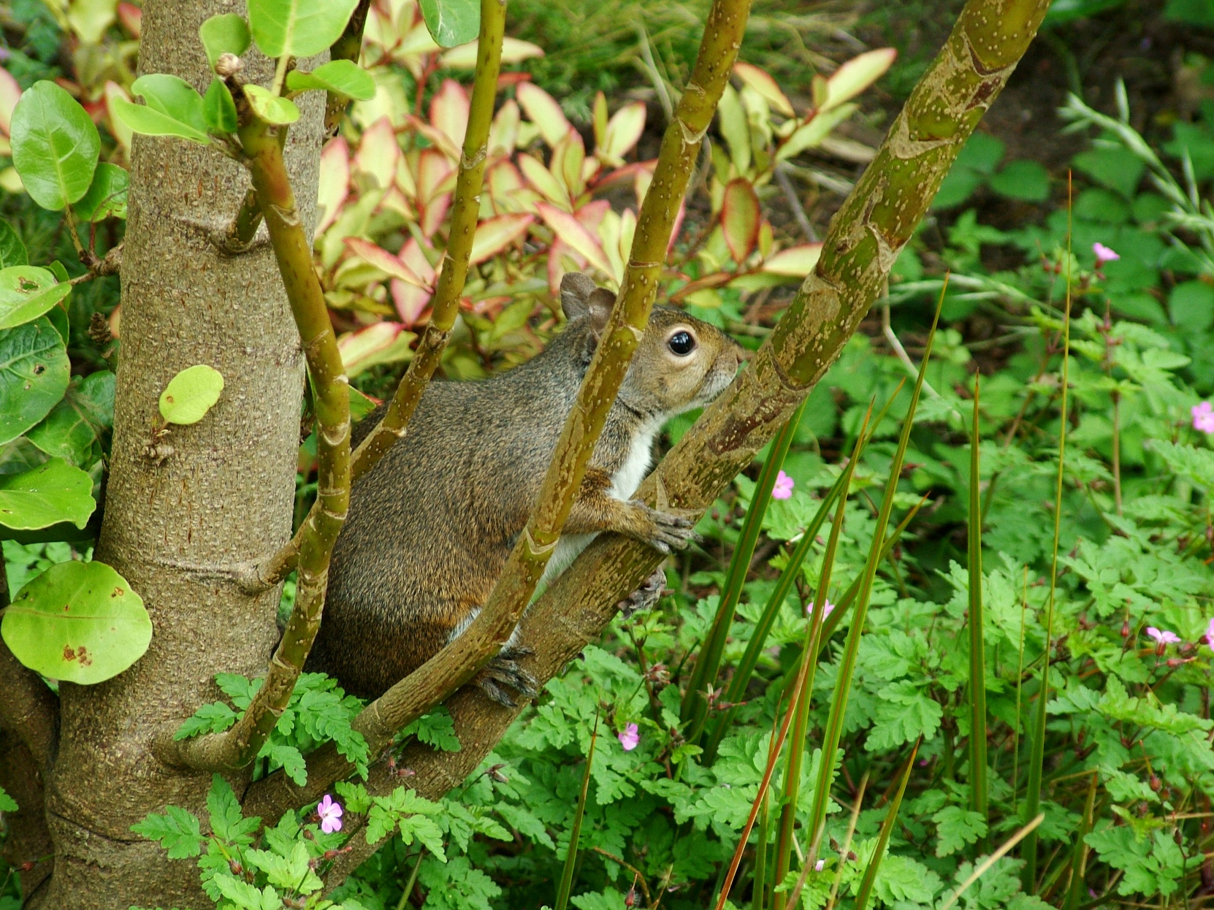 Squirrel San Francisco 2006
