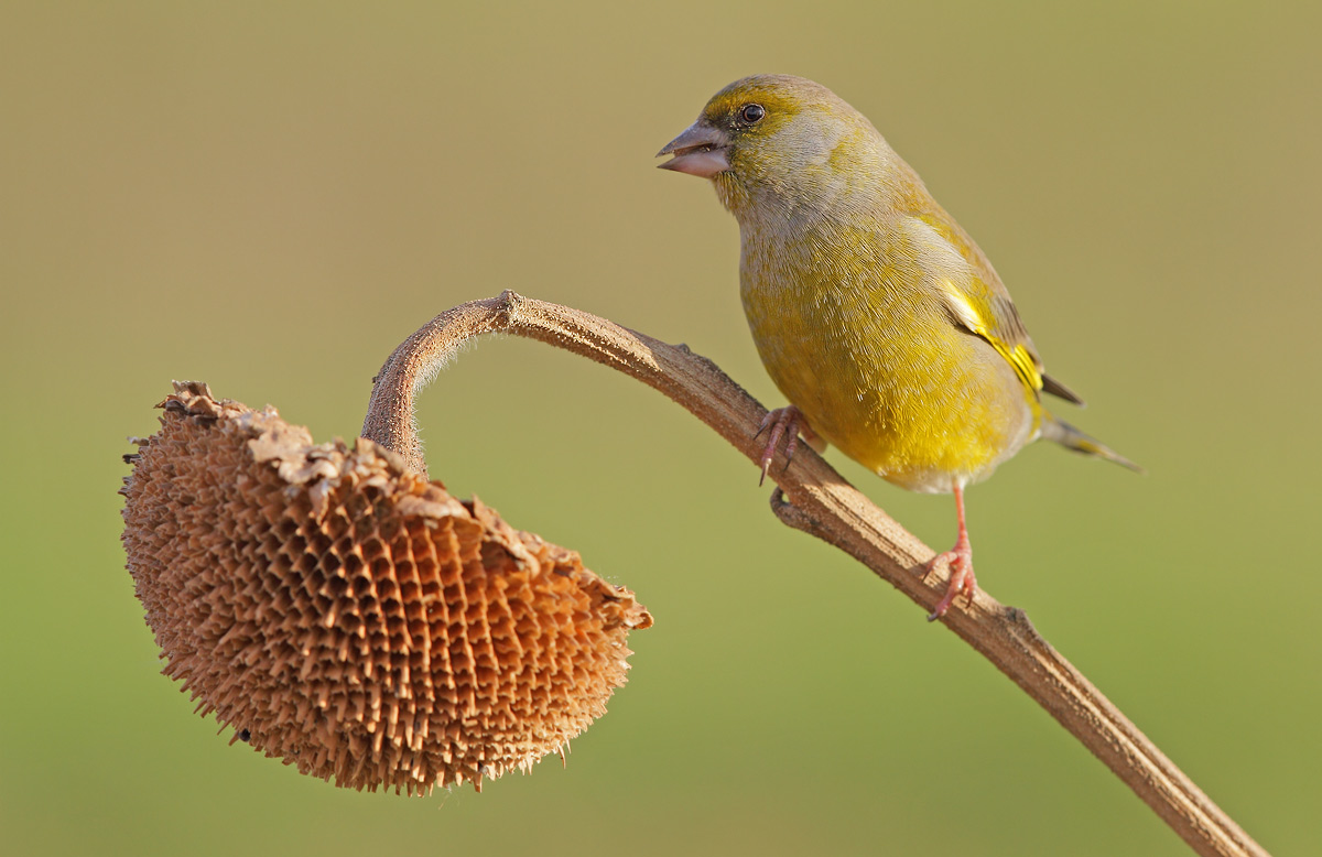 greenfinch