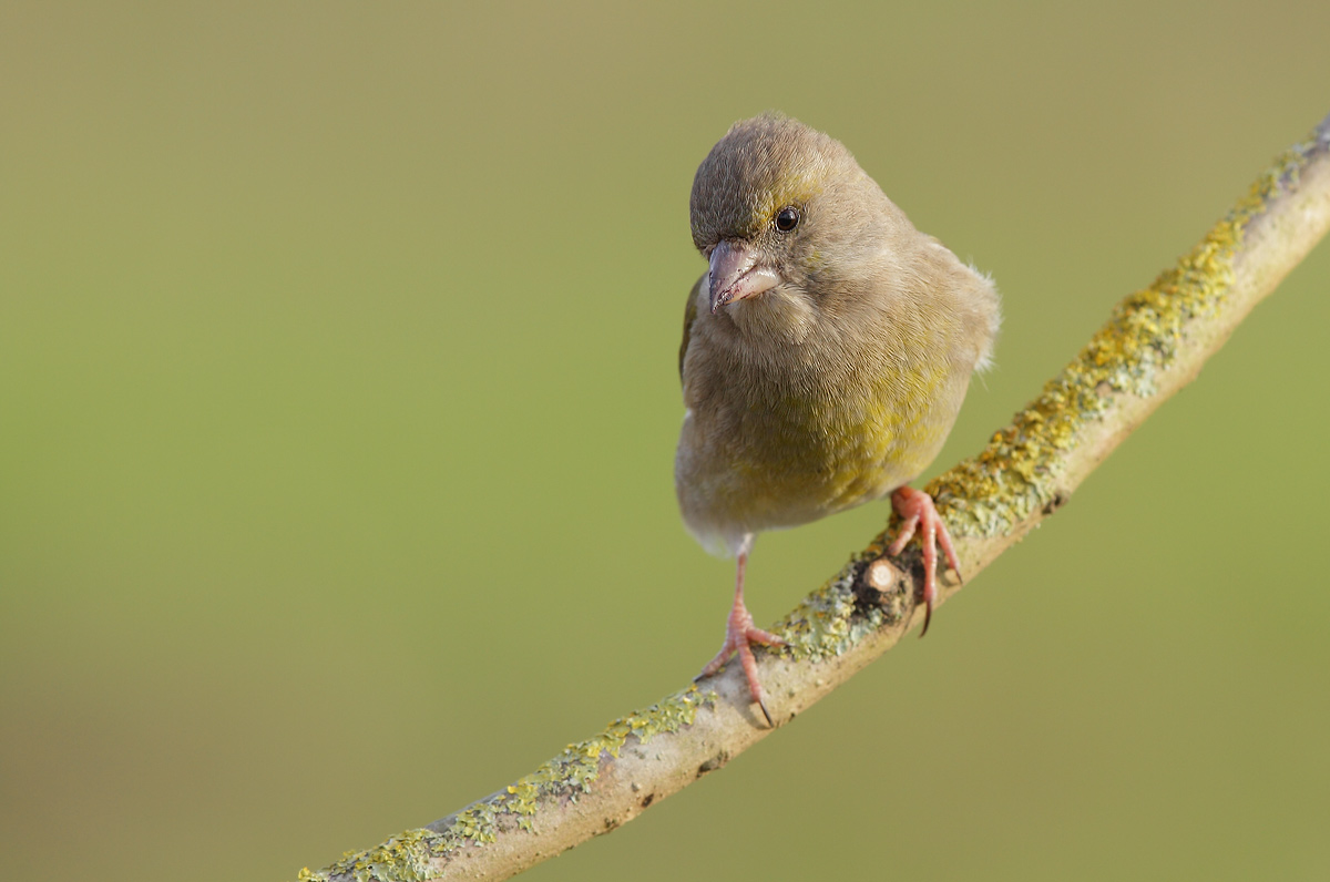 greenfinch
