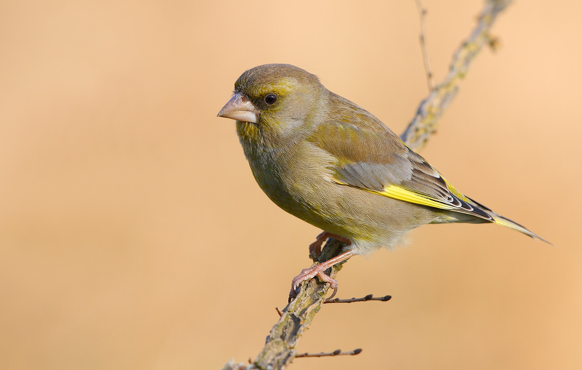 greenfinch