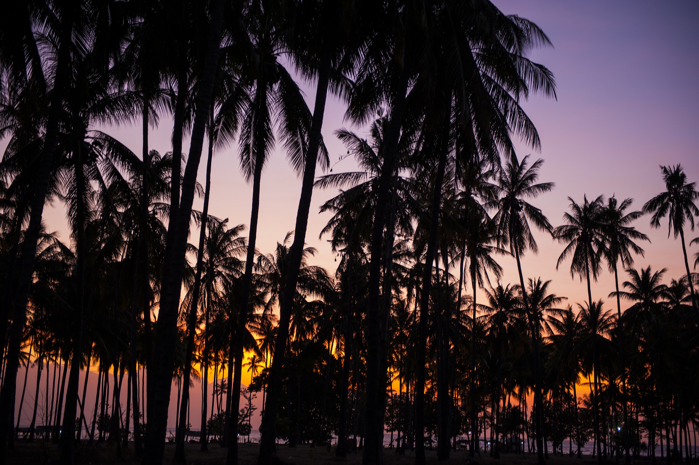 Black shaped Cocconut