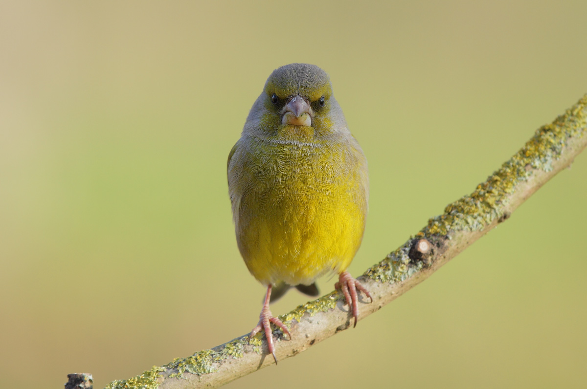 greenfinch