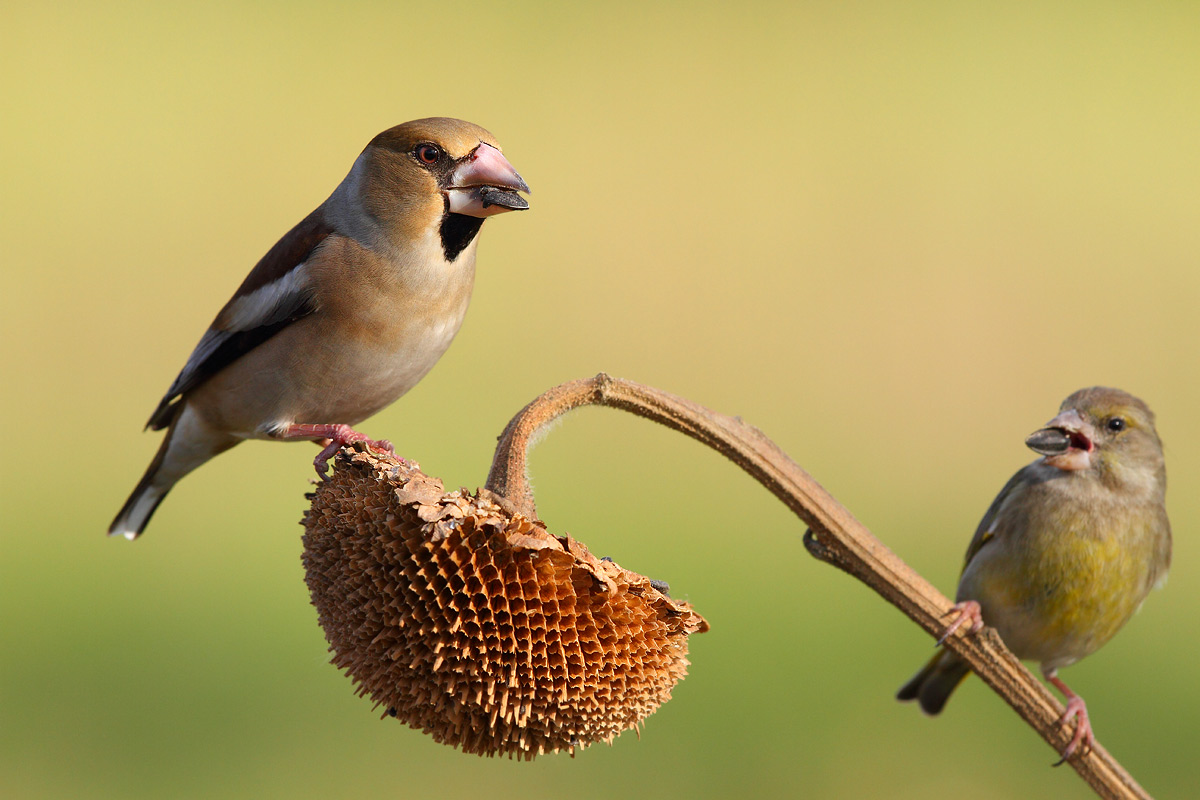 A seed for one without fighting