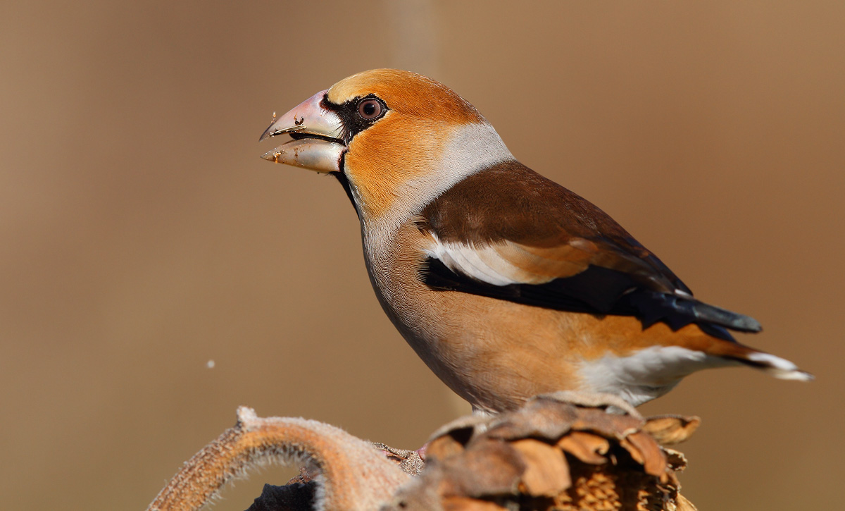 Hawfinch