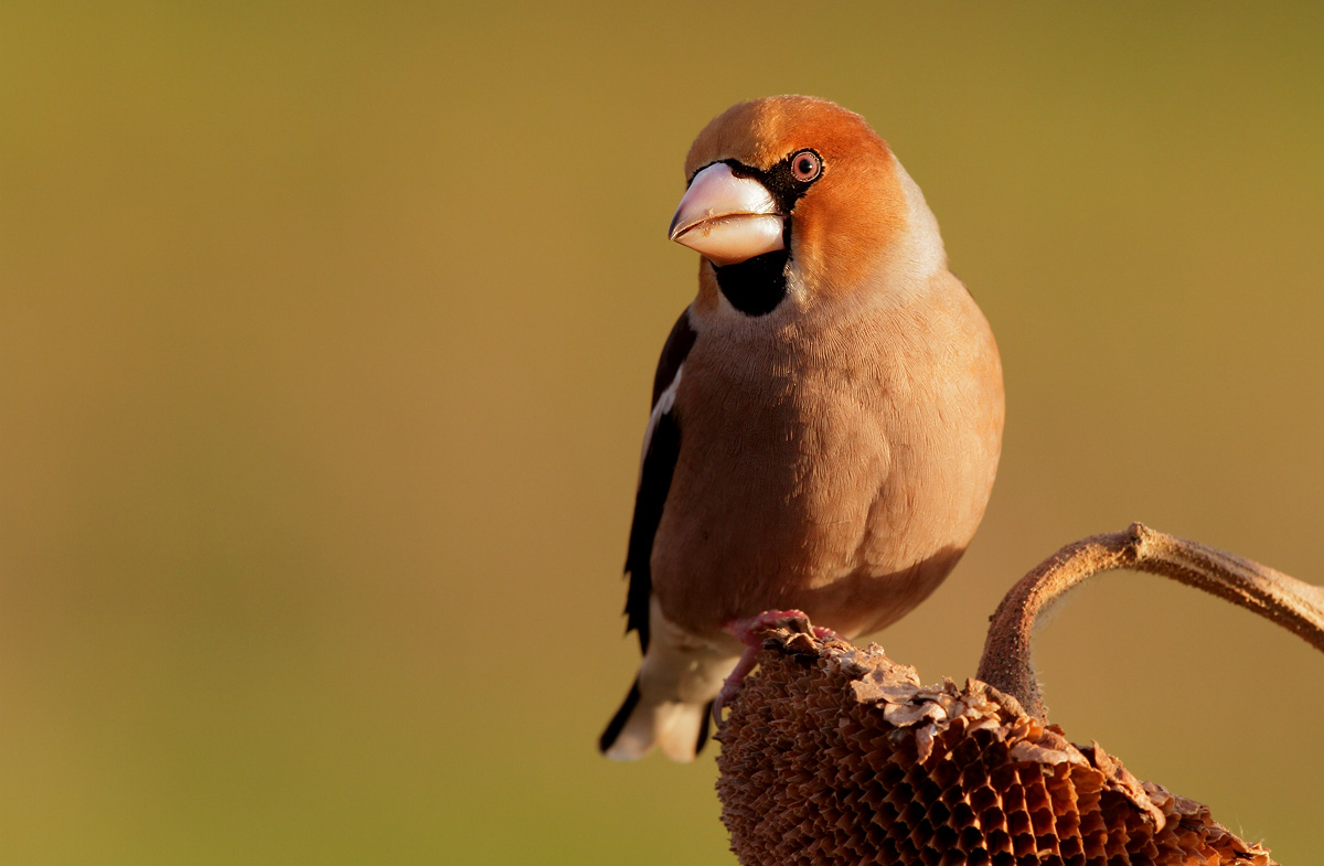 Hawfinch
