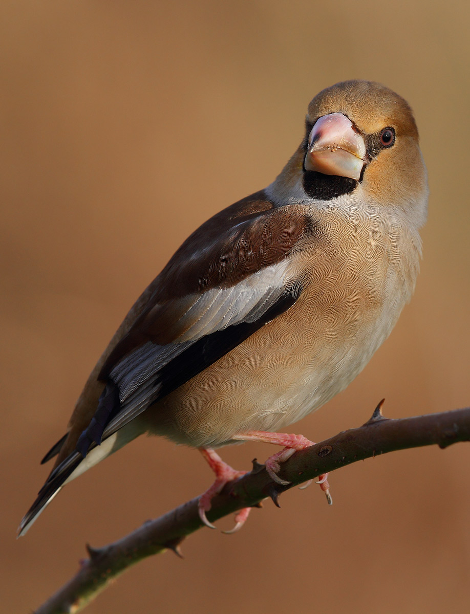 Hawfinch