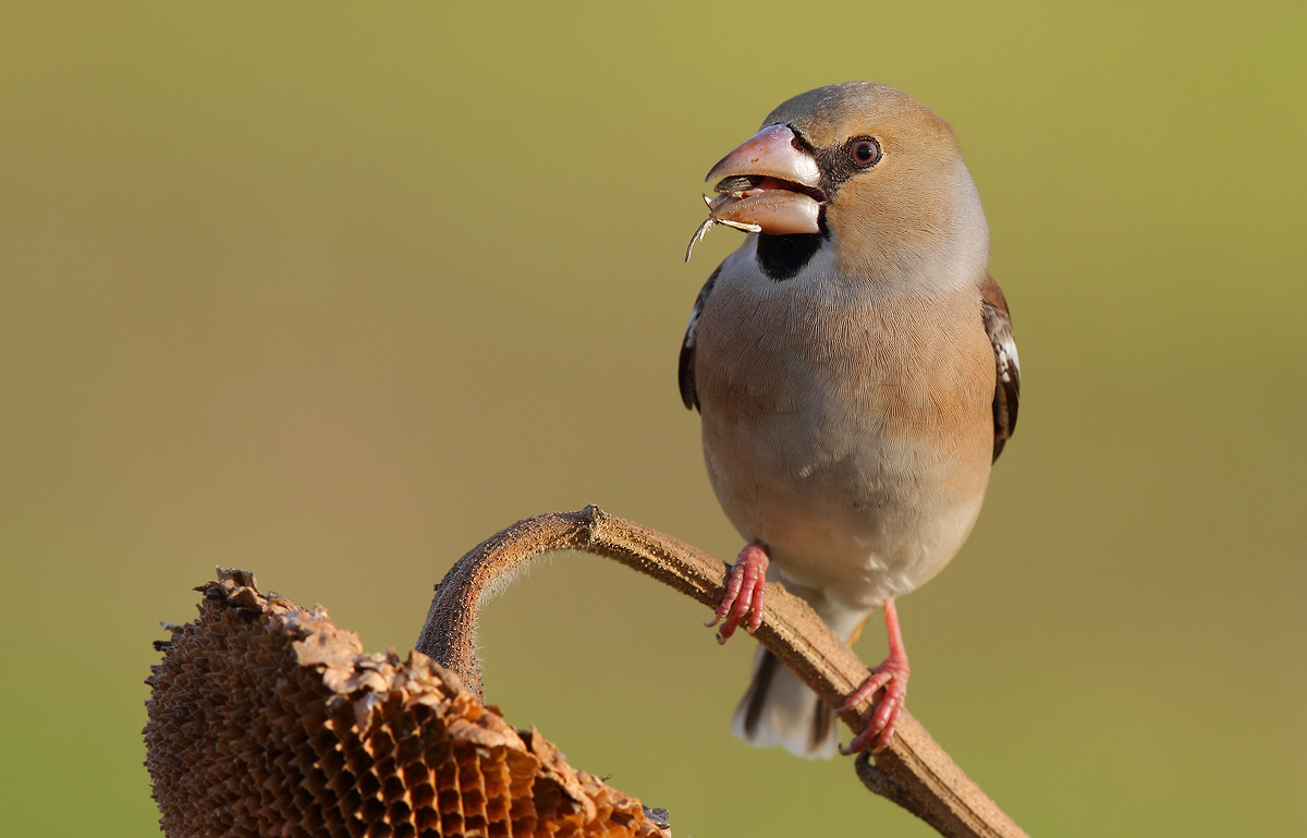 Hawfinch