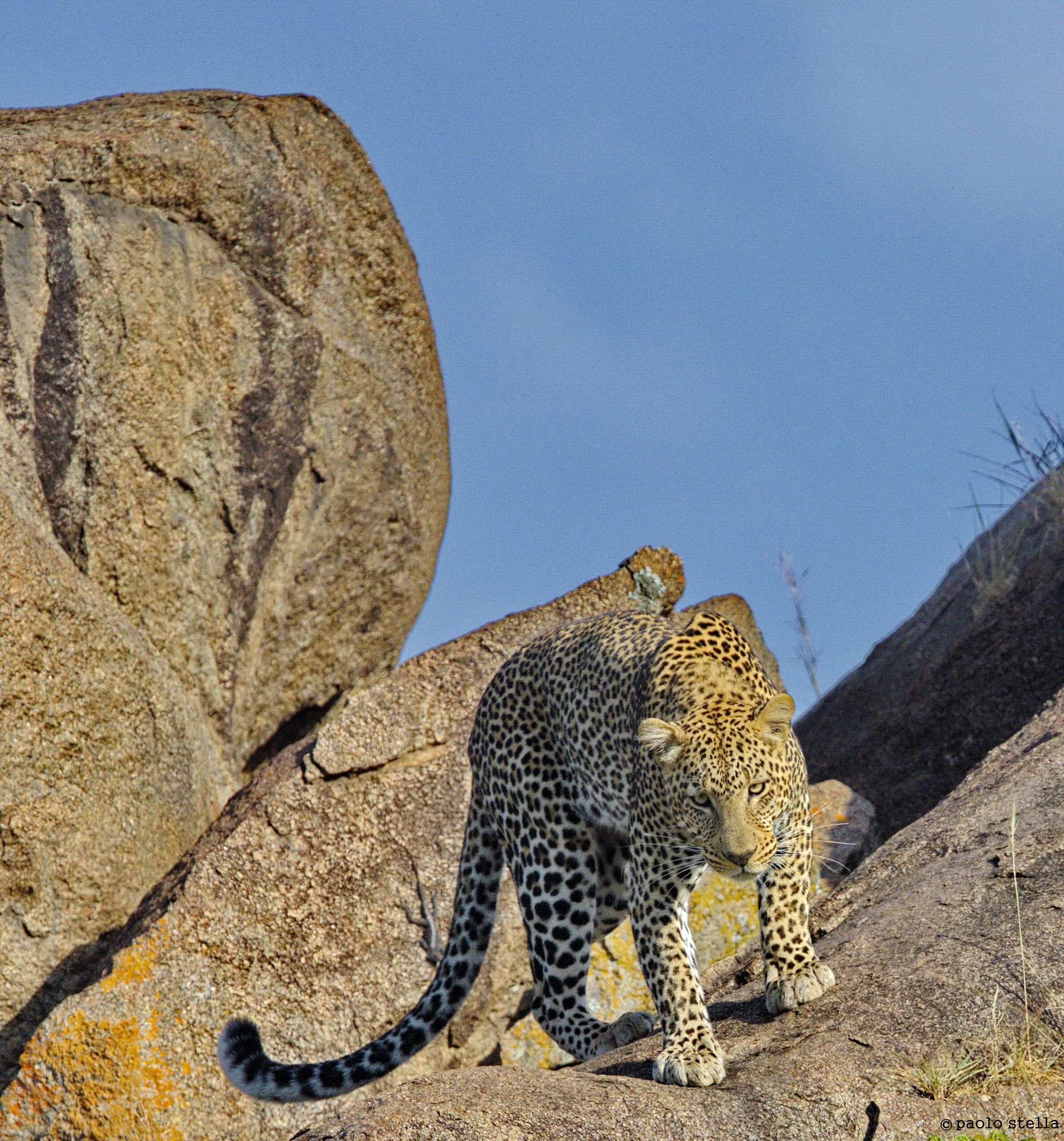 Leopard on a rock