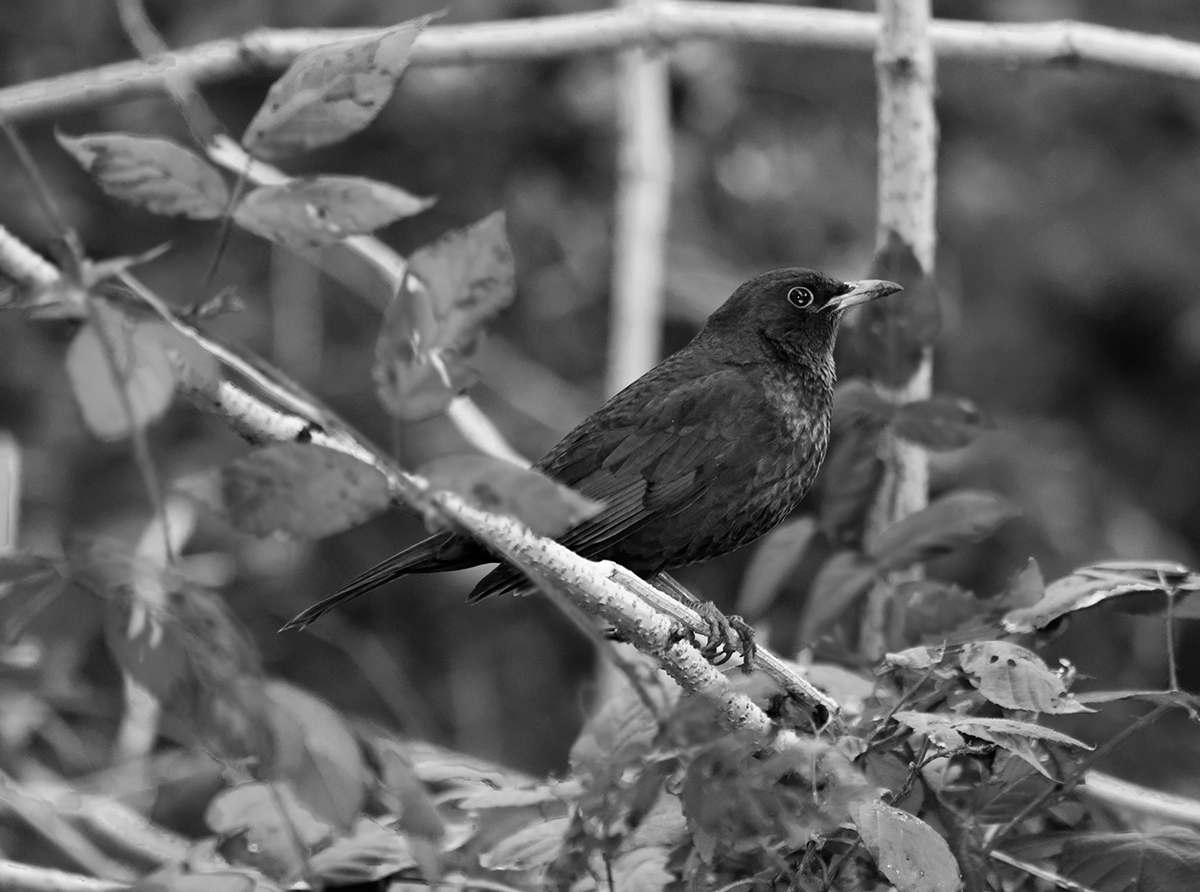 Black among thorns ...