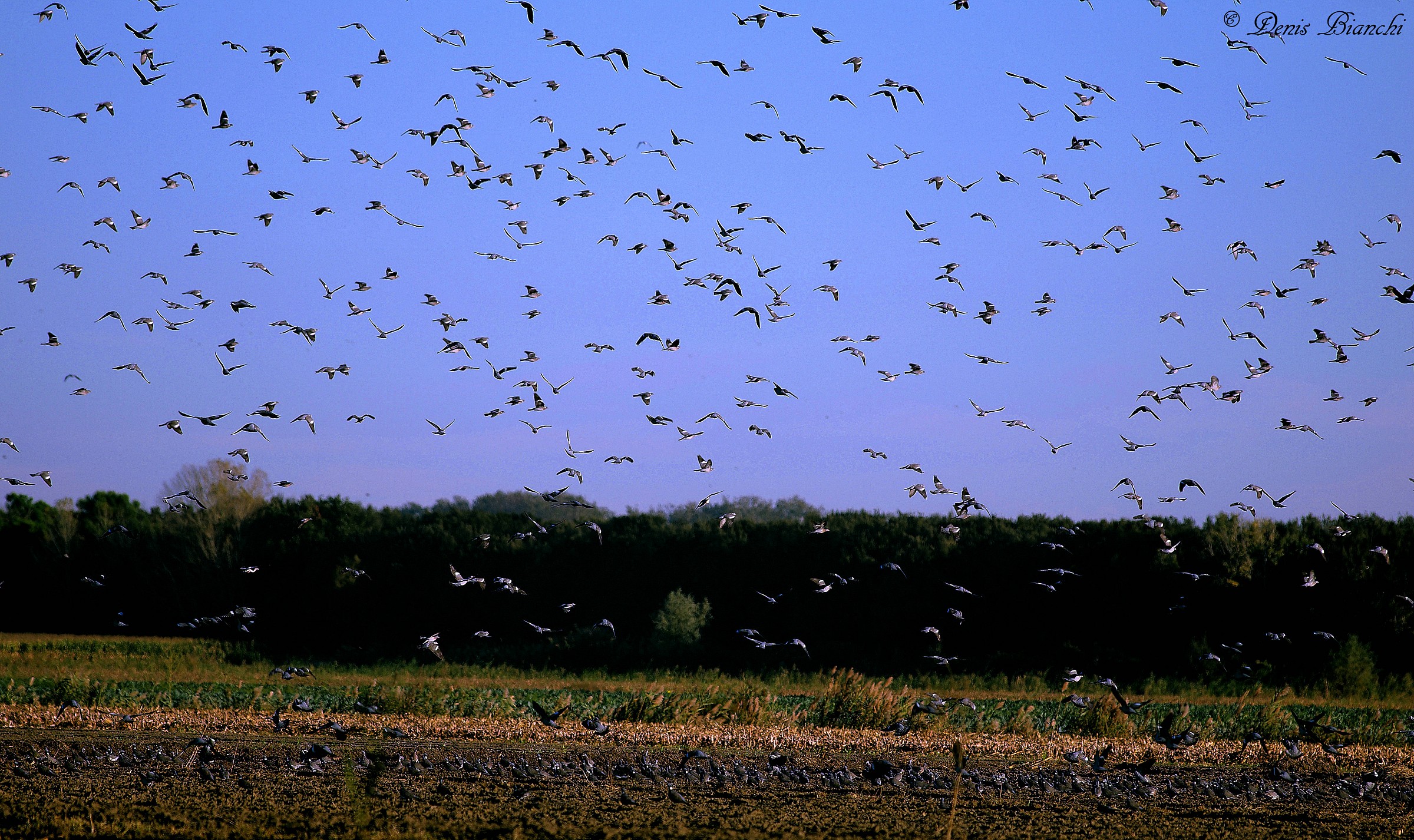 Pigeons output from Mesola Forest