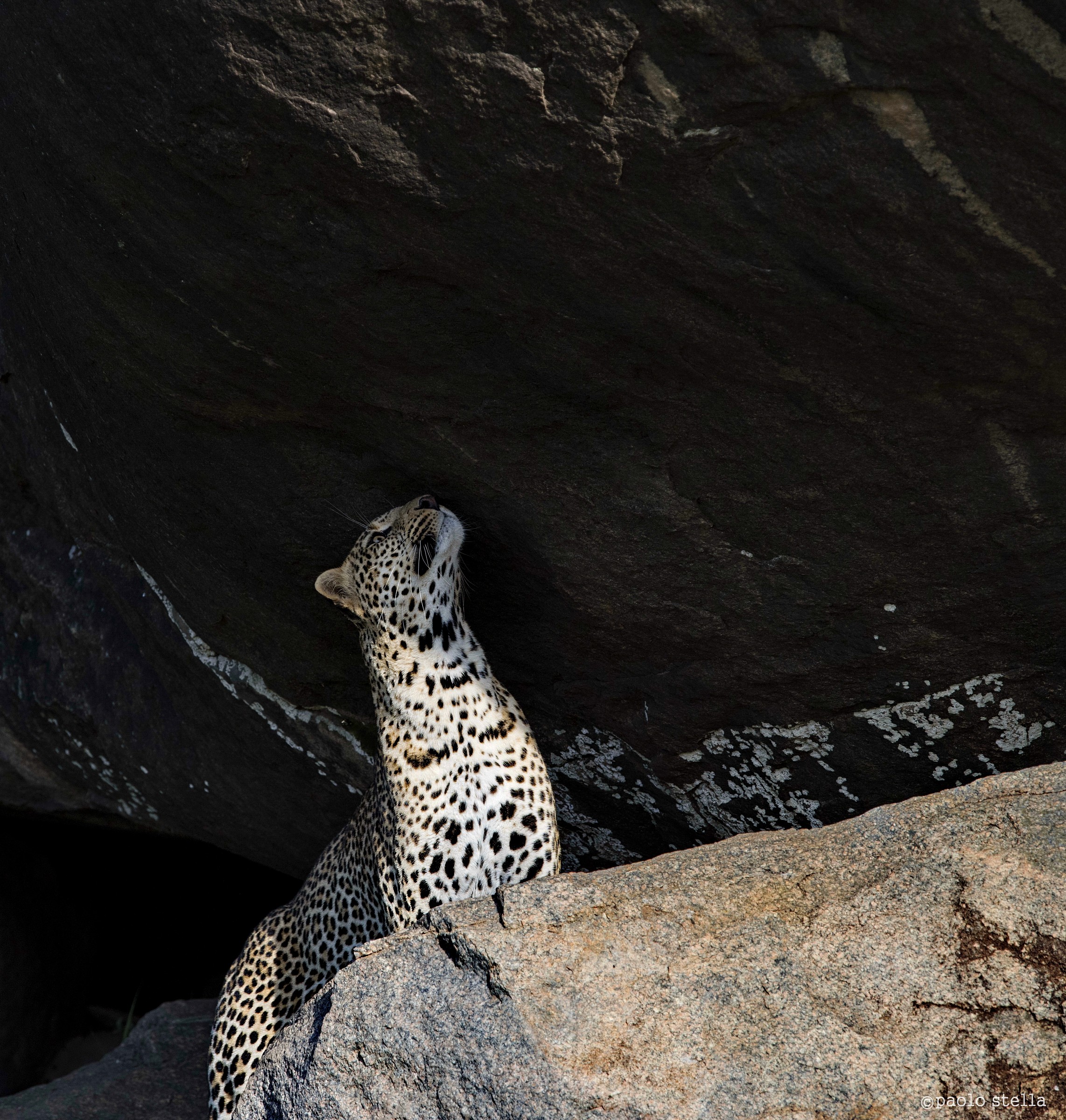 the smell of the female