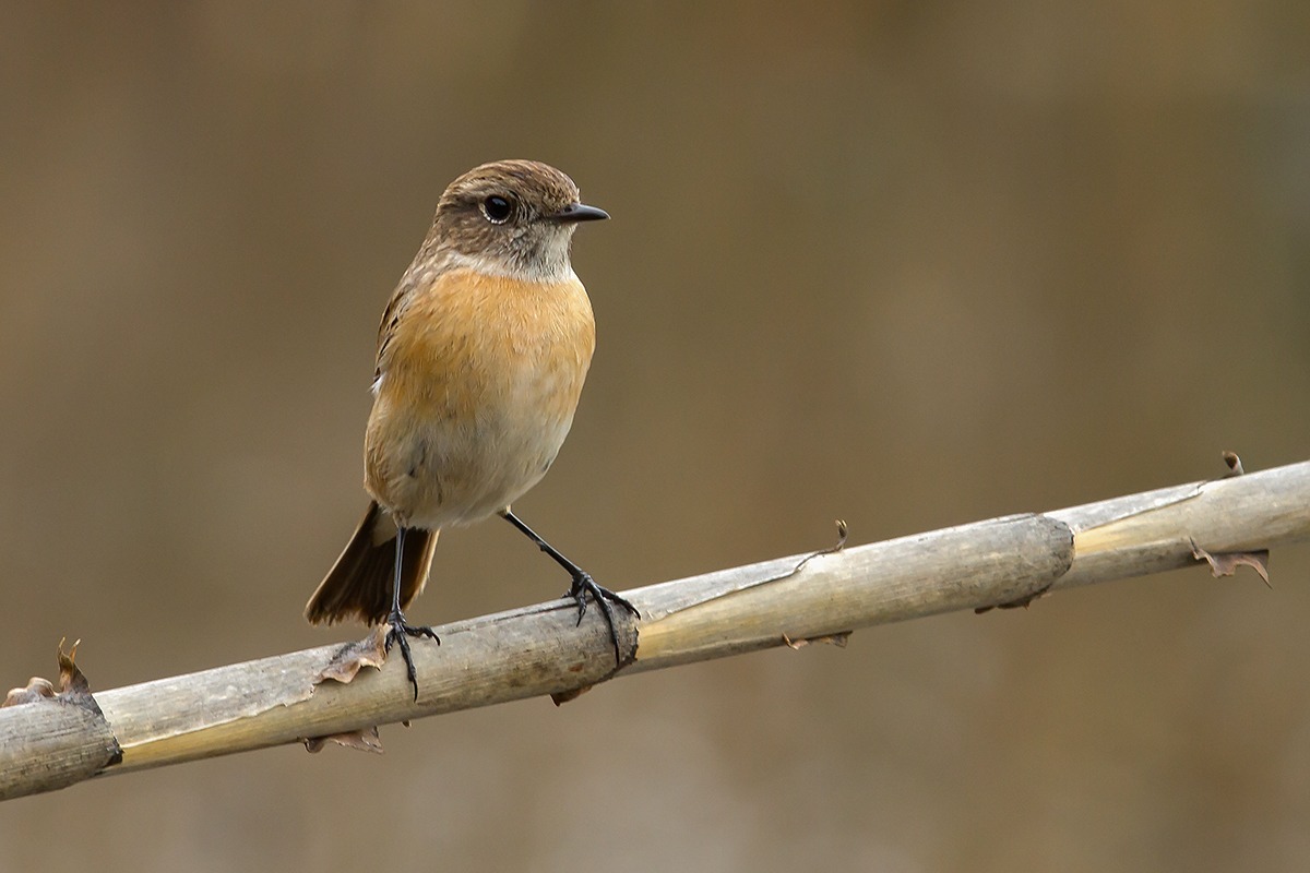 Stonechat