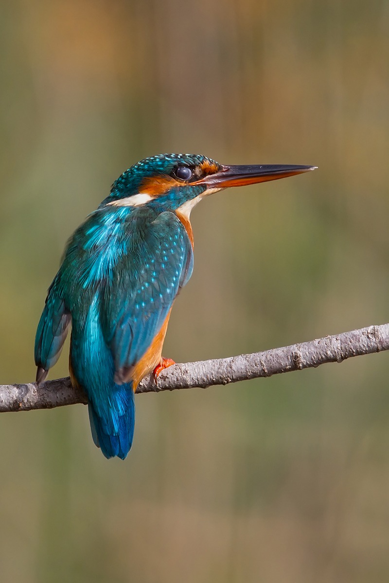 Kingfisher