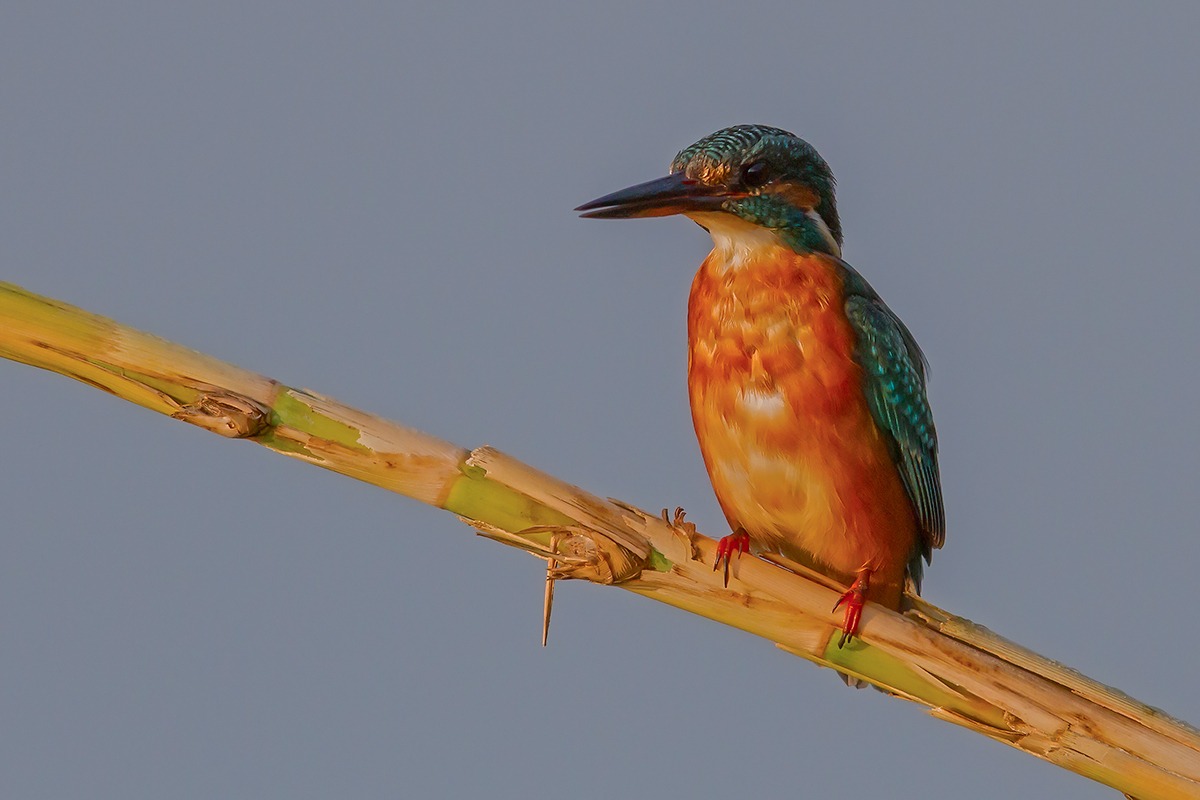 Kingfisher