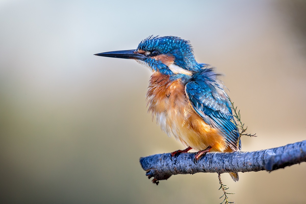 Ricordo di mezza estate