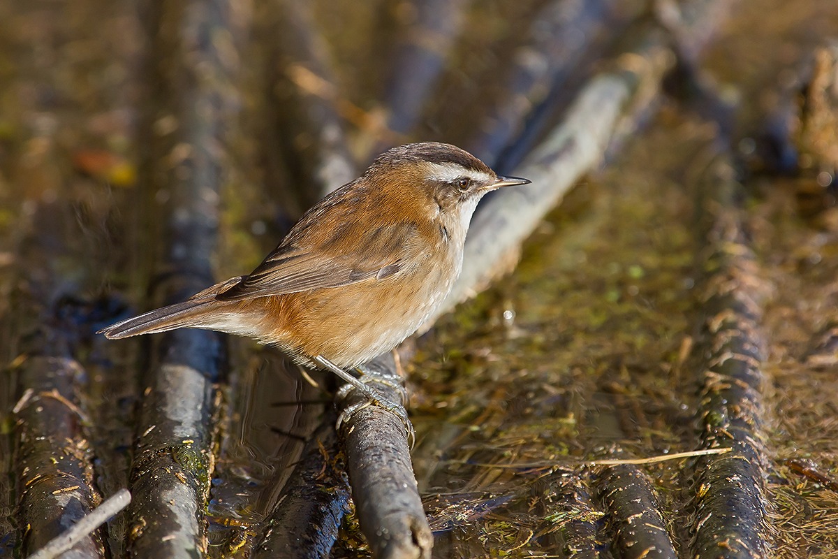 forapaglie castagnolo